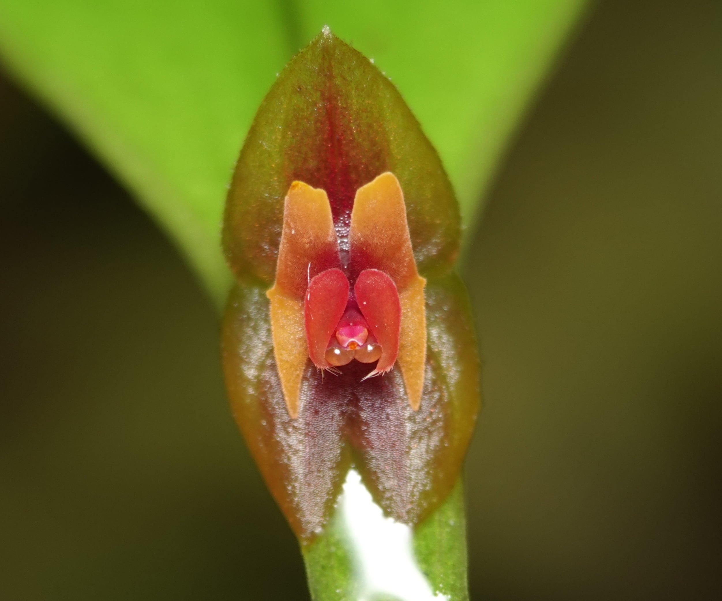 Lepanthes sp 5