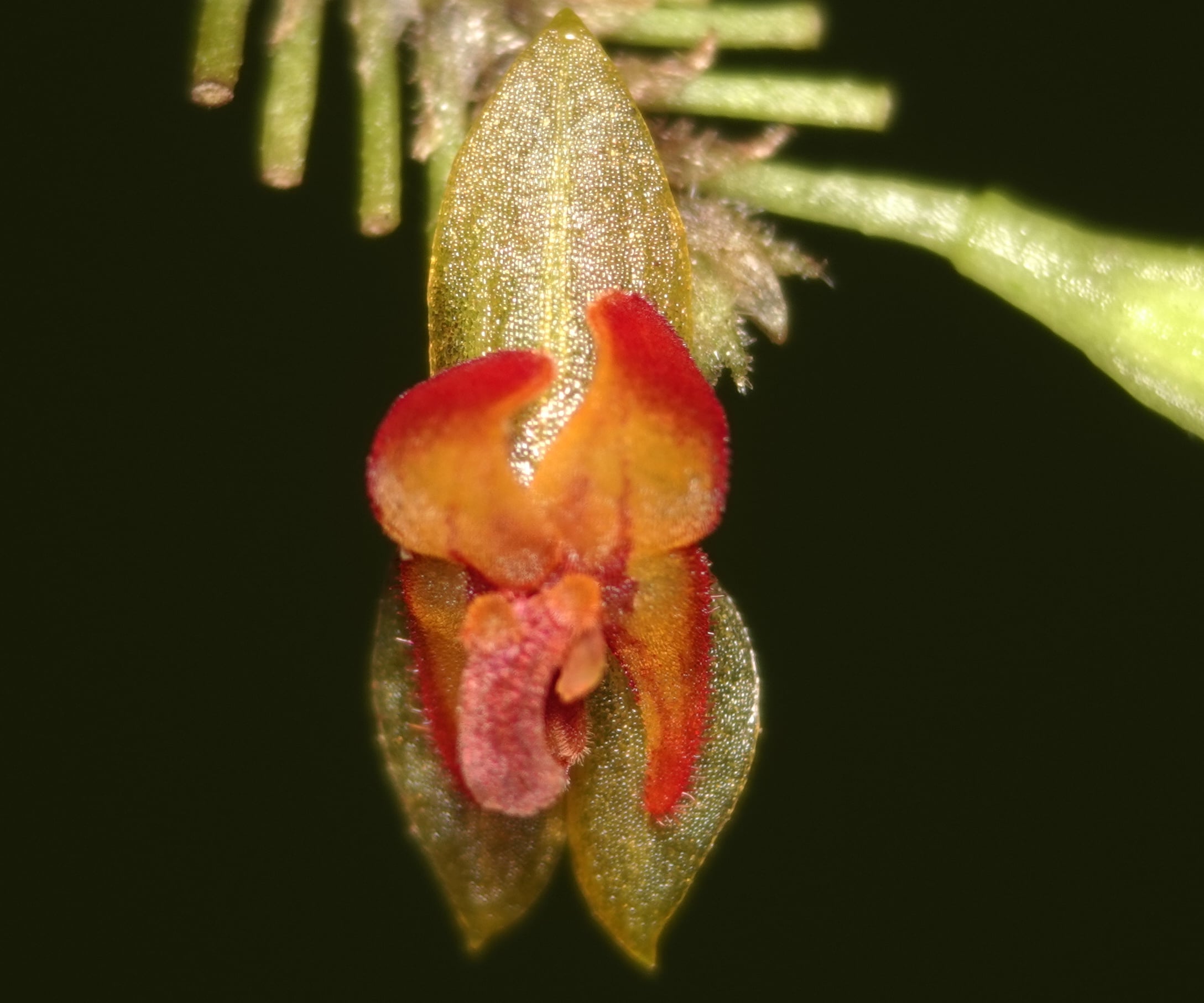 Lepanthes sp 6