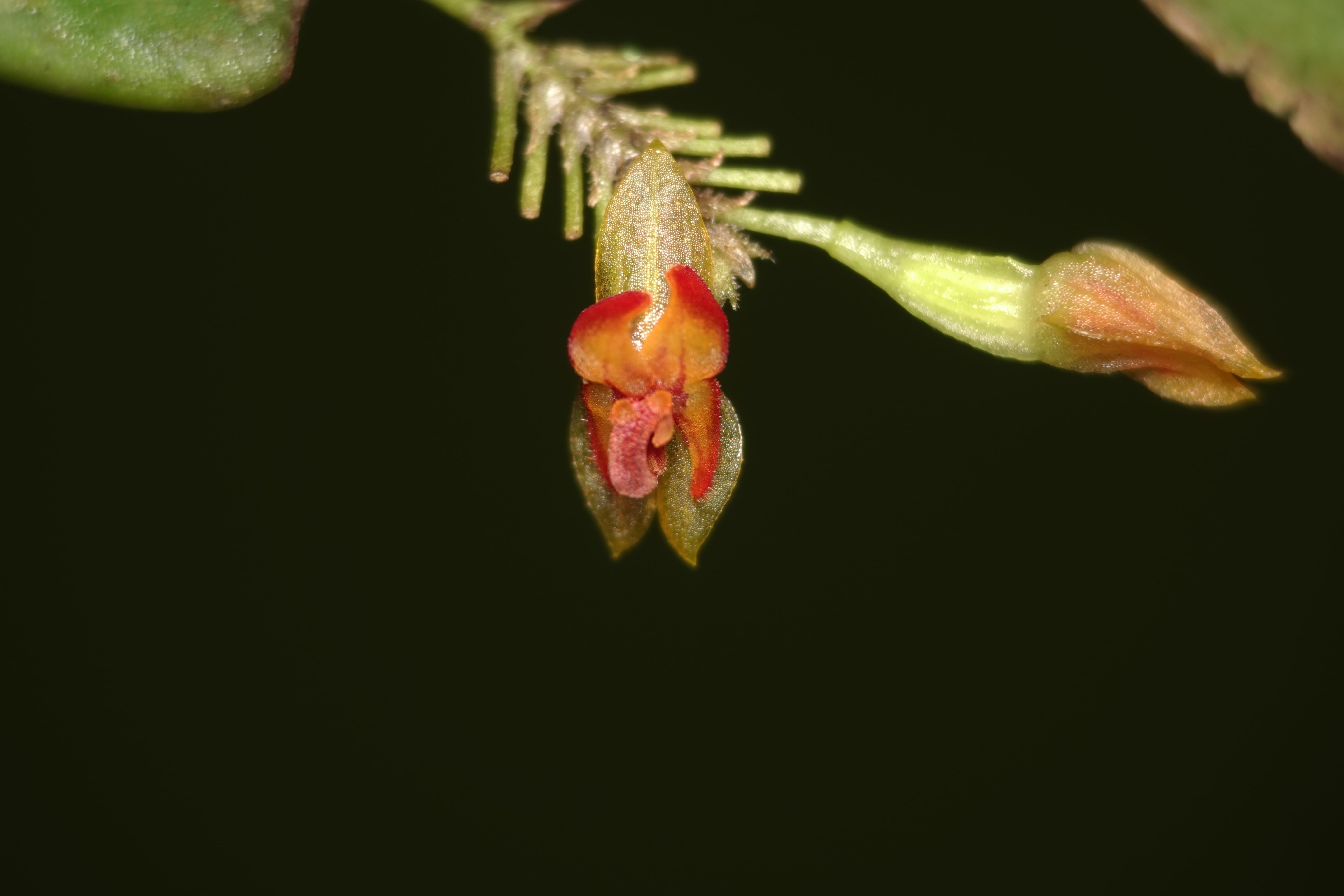 Lepanthes sp 6. La Honda.