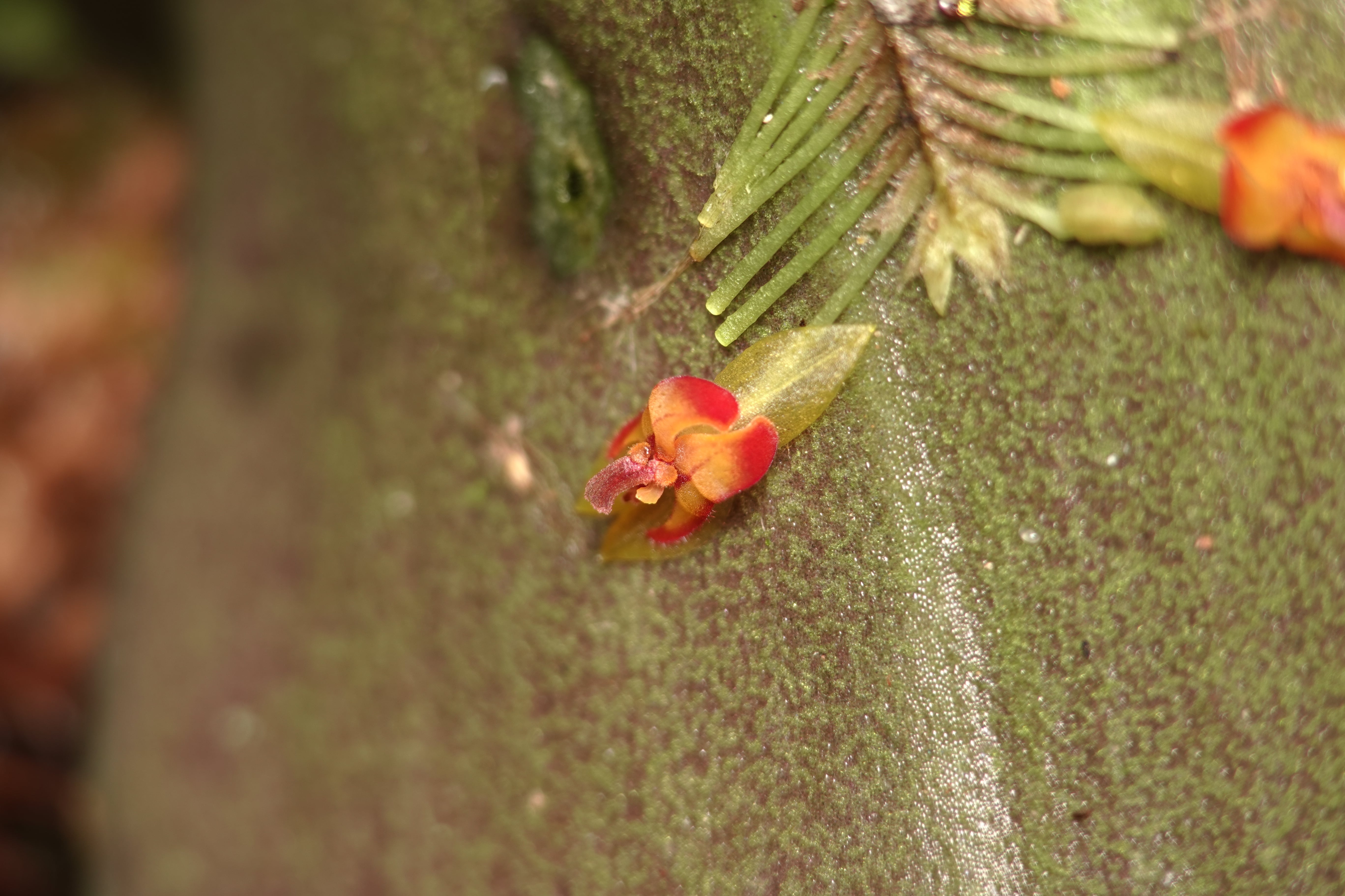 Lepanthes sp 6. La Honda.