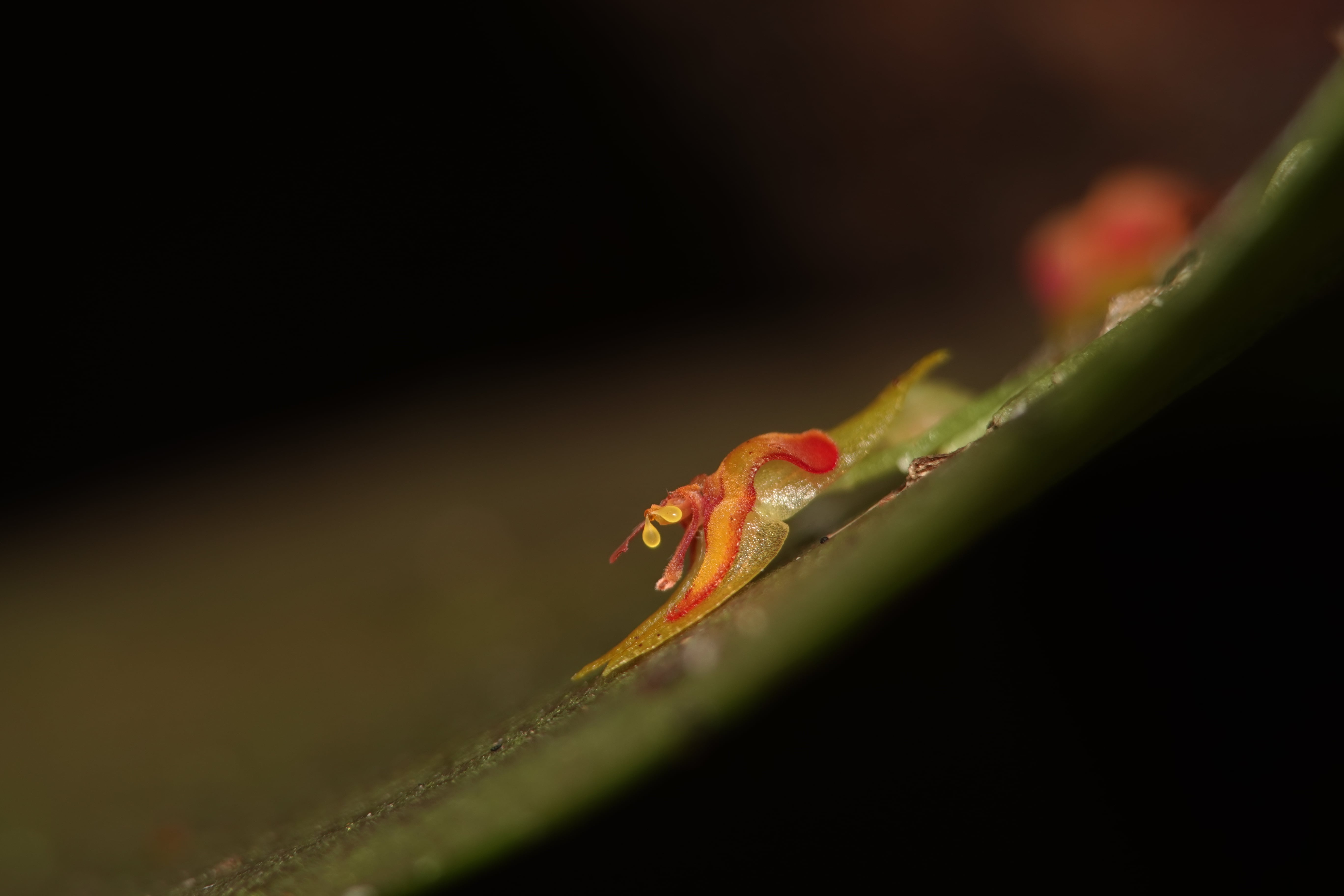 Lepanthes sp 6. La Honda.