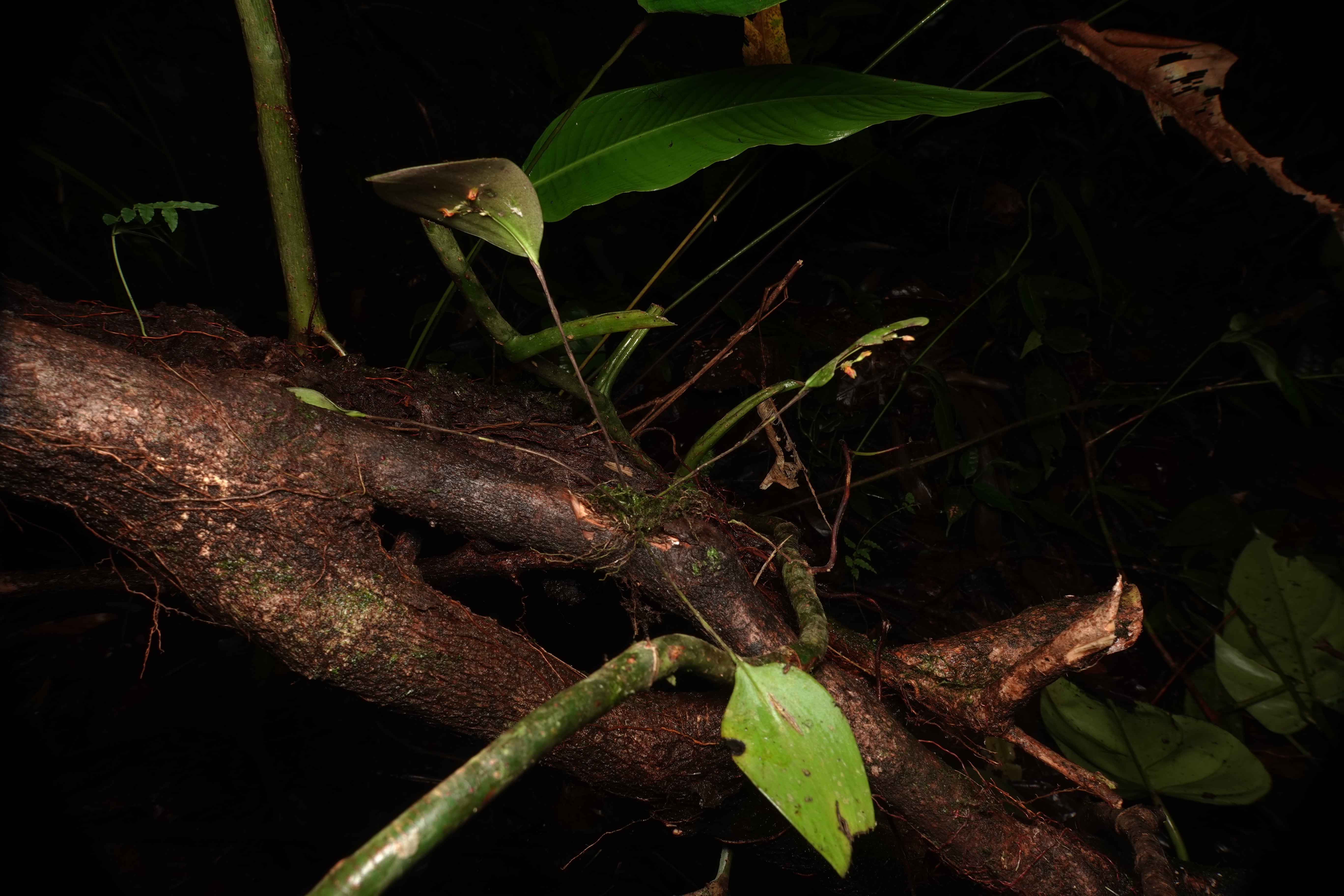 Lepanthes sp 6. La Honda.