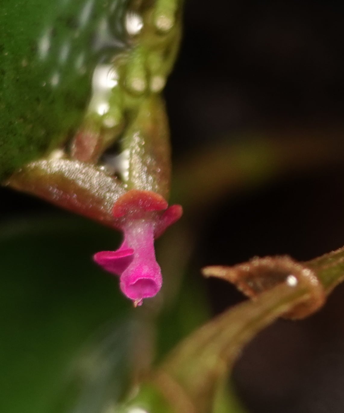 Lepanthes sp 7