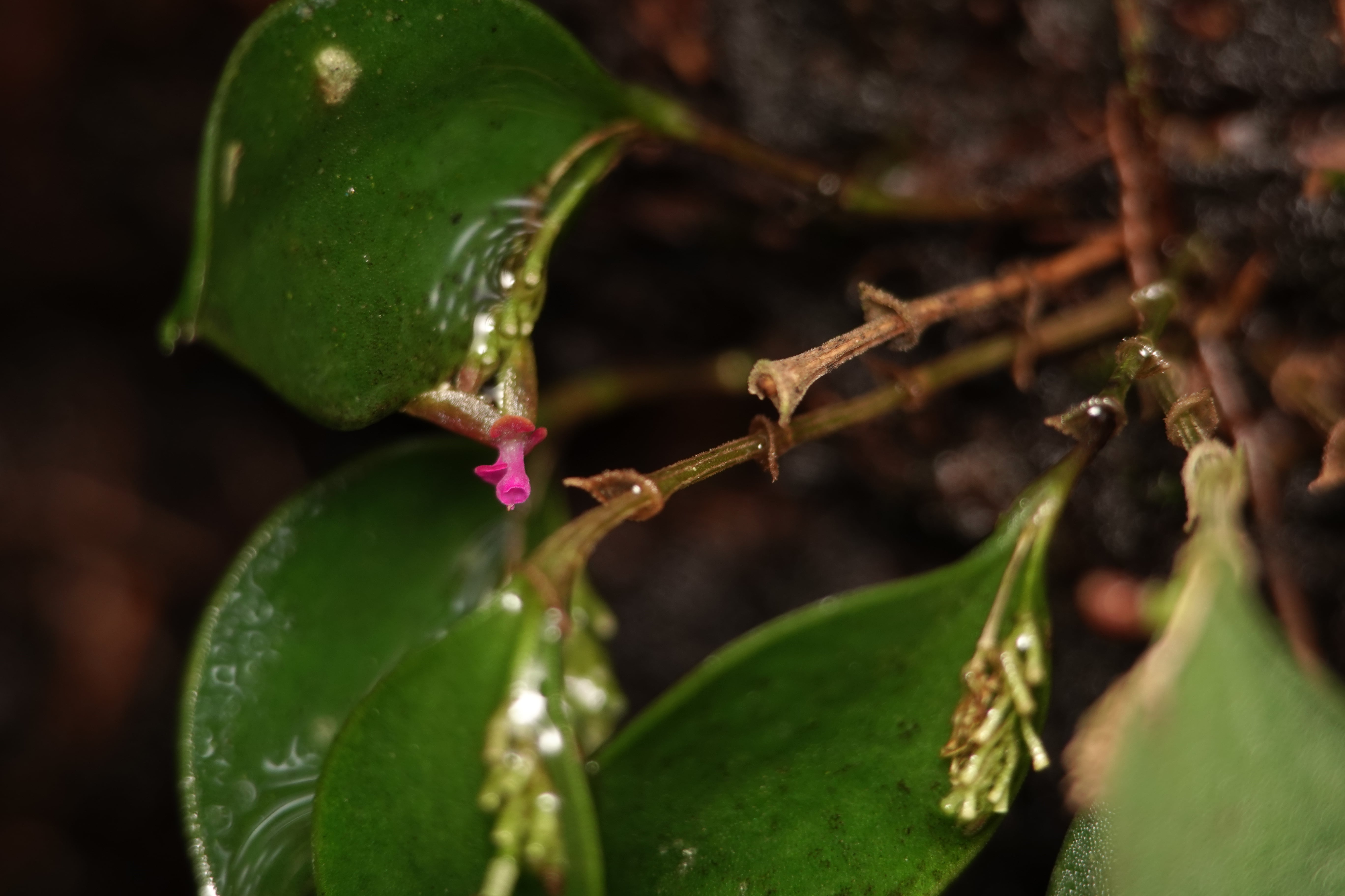 Lepanthes sp 7. La Honda.
