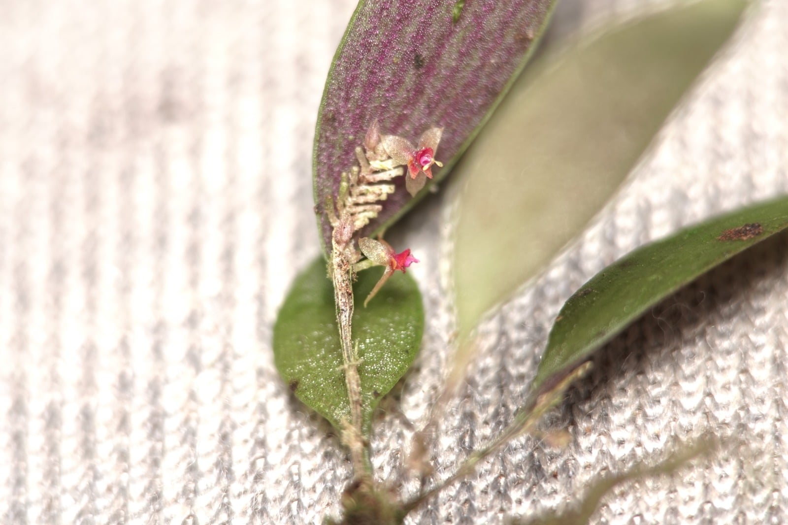 Lepanthes sp 8