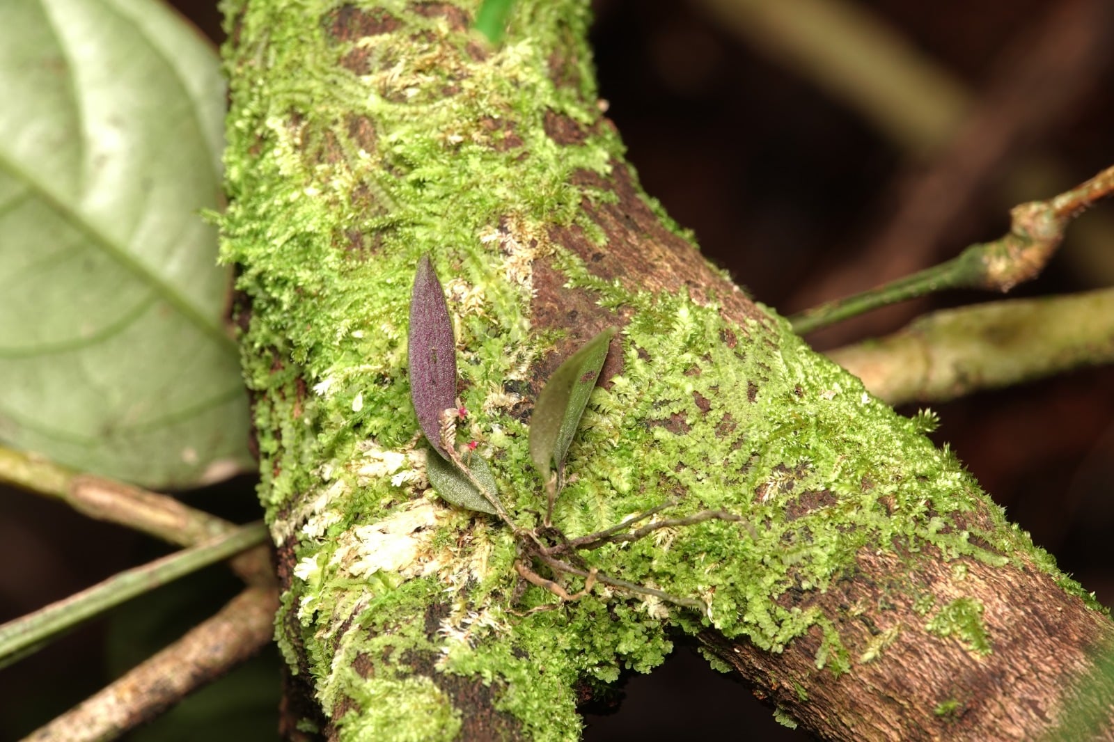 Lepanthes sp 8. La Honda.