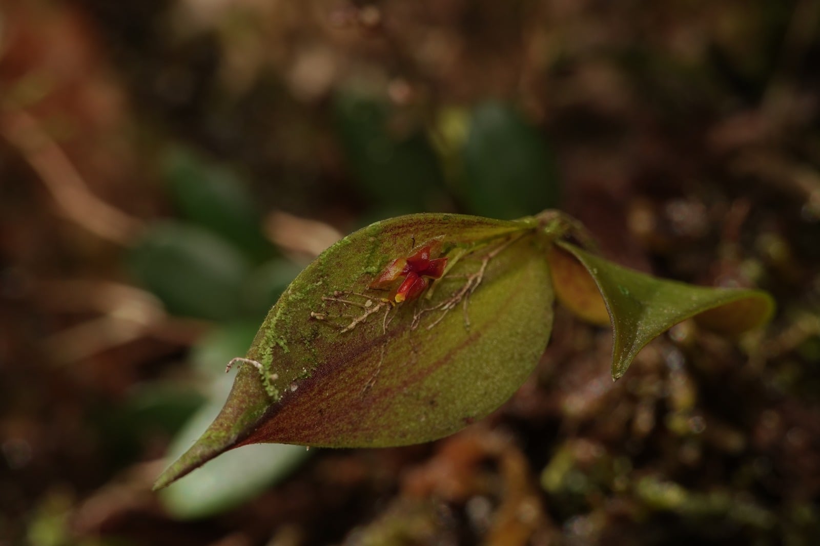 Lepanthes sp 9