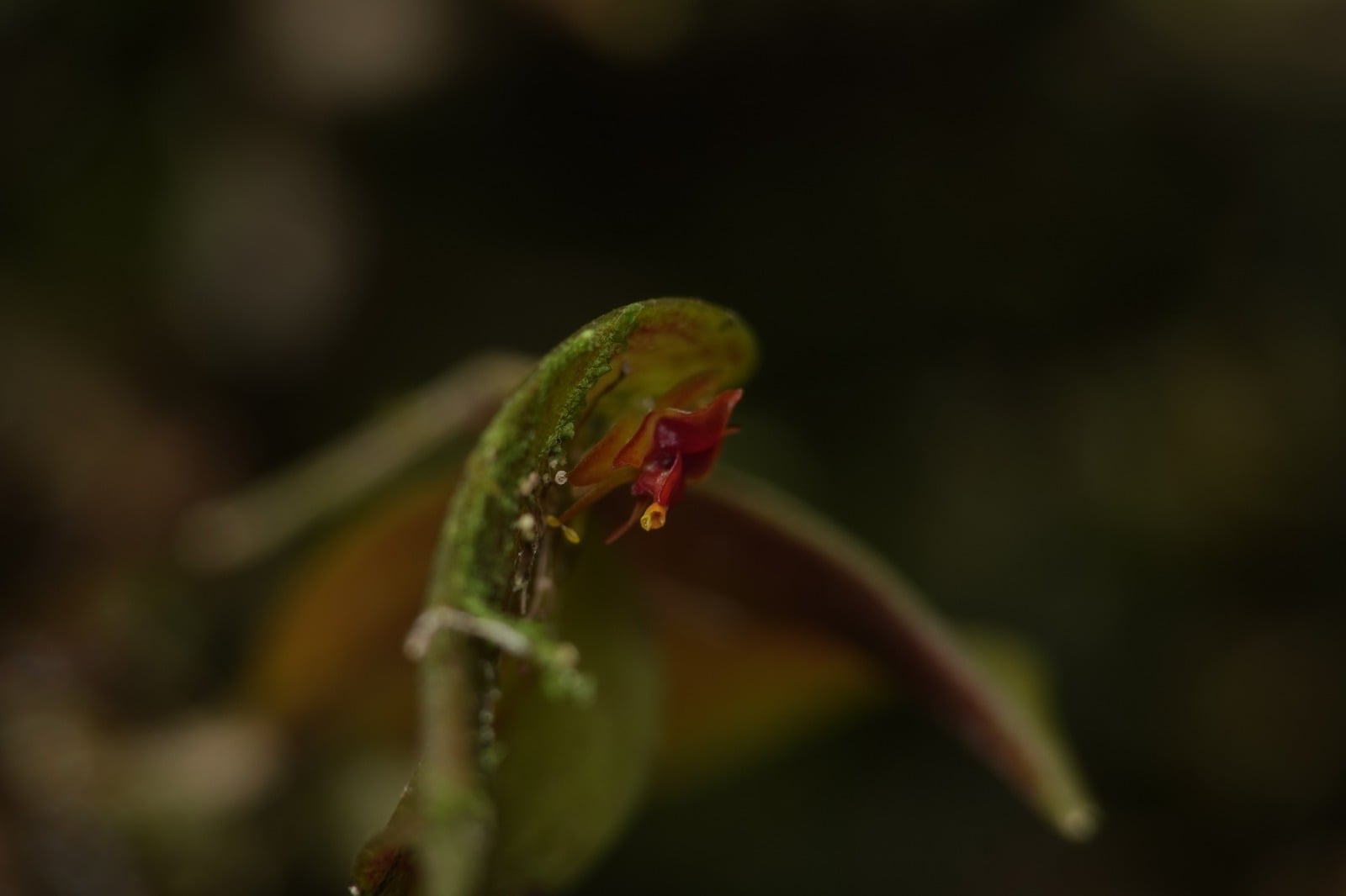 Lepanthes sp 9. La Honda.