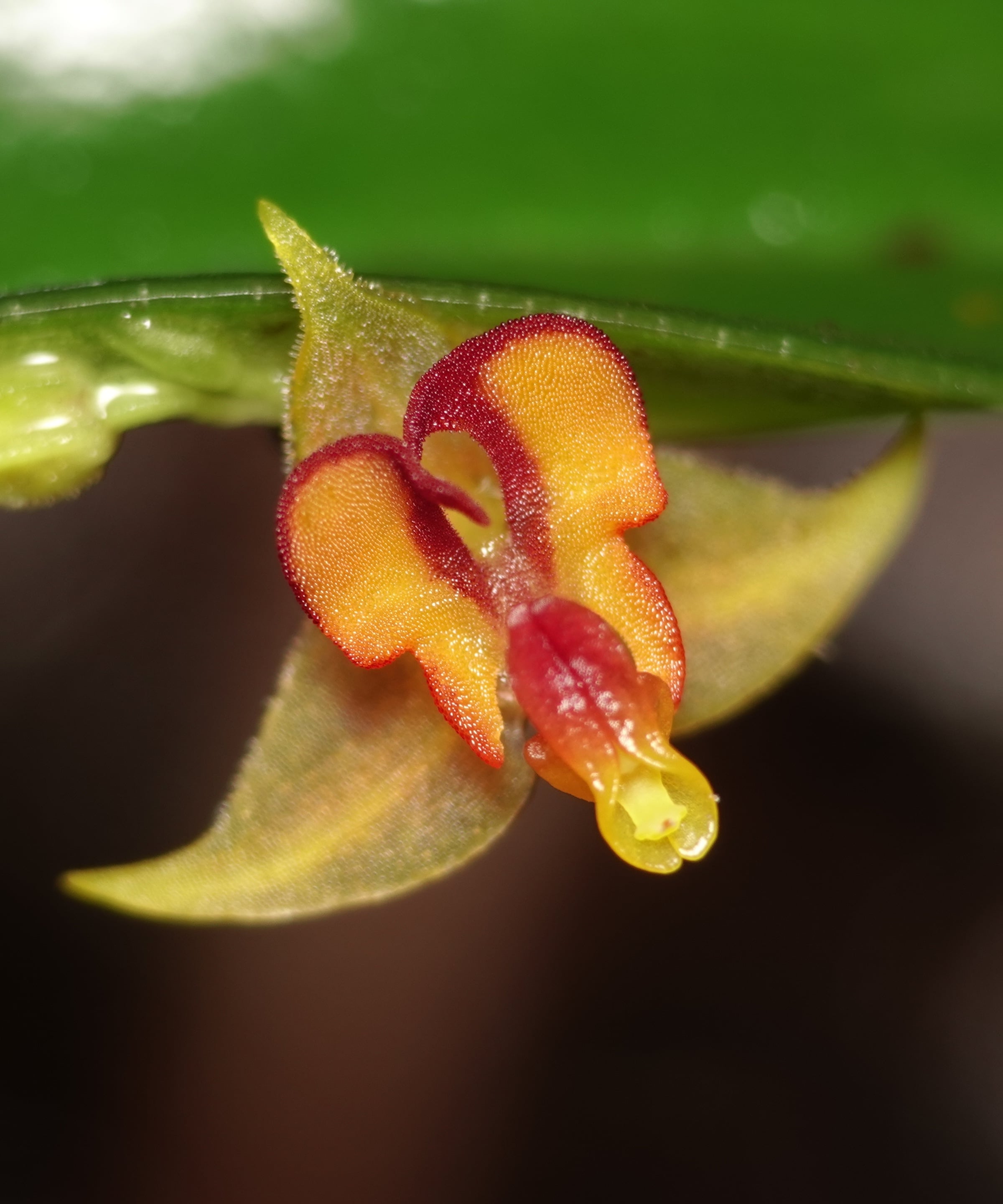 Lepanthes tachirensis