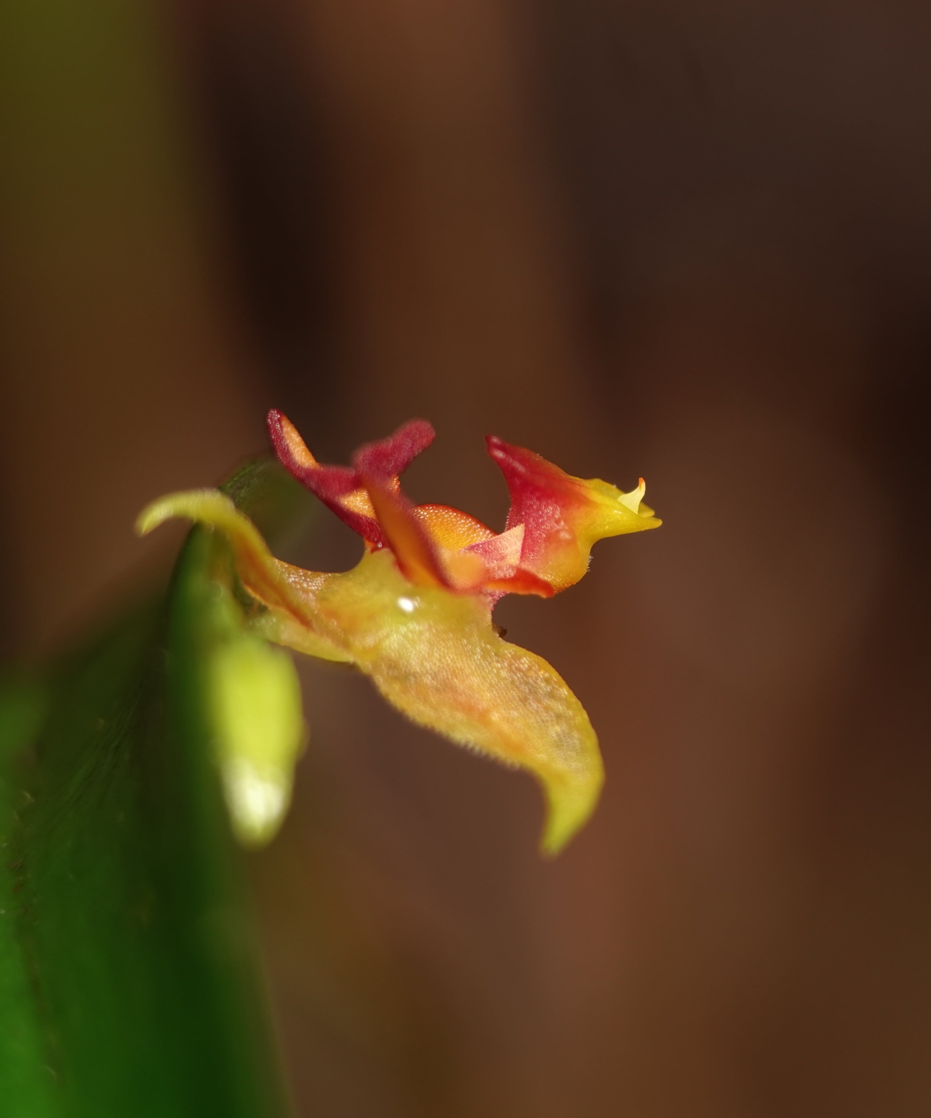 Lepanthes tachirensis flower at the tip of the leaf with an adjacent bud, showing the typical habit with the inflorescence borne behind the leaf, La Honda