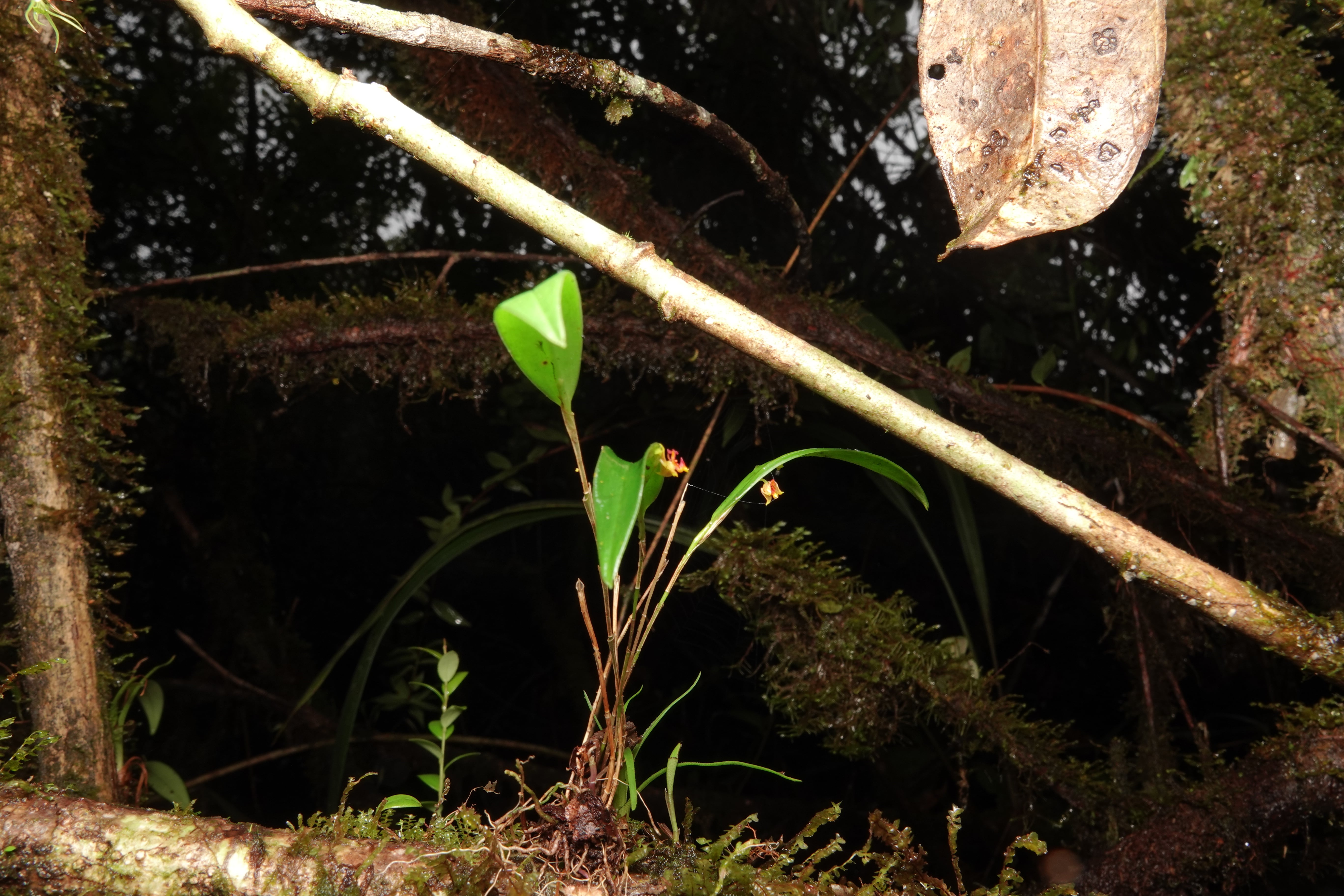 Lepanthes tachirensis. La Honda.