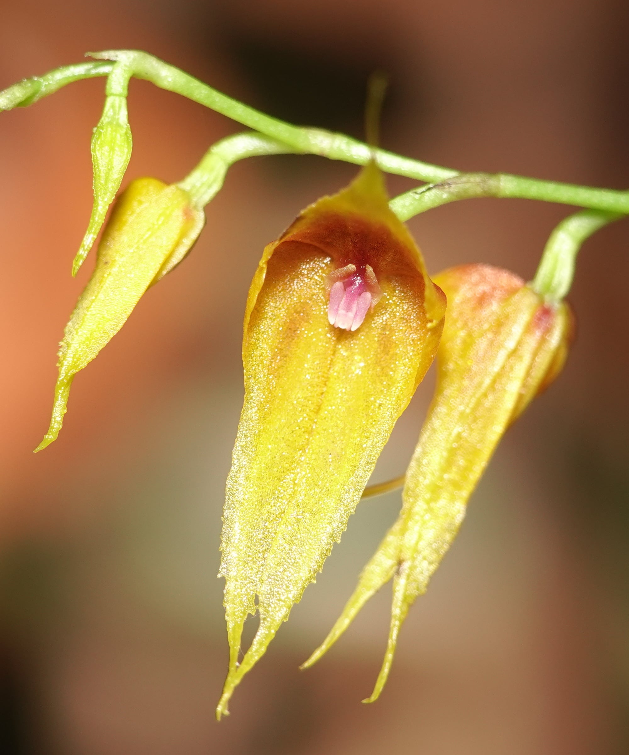 Lepanthes tibouchinicola