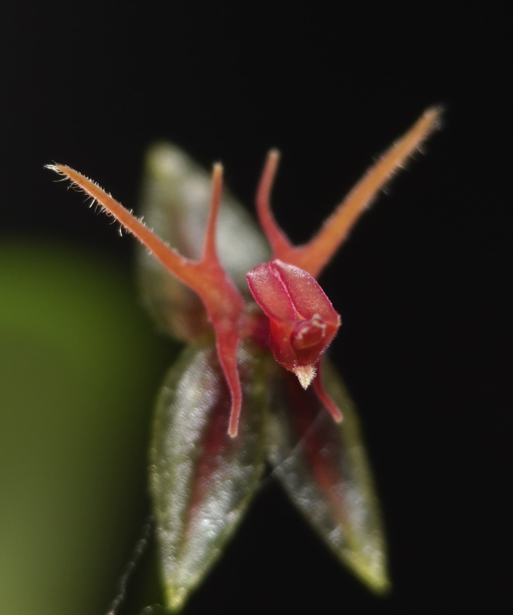 Lepanthes trinaria