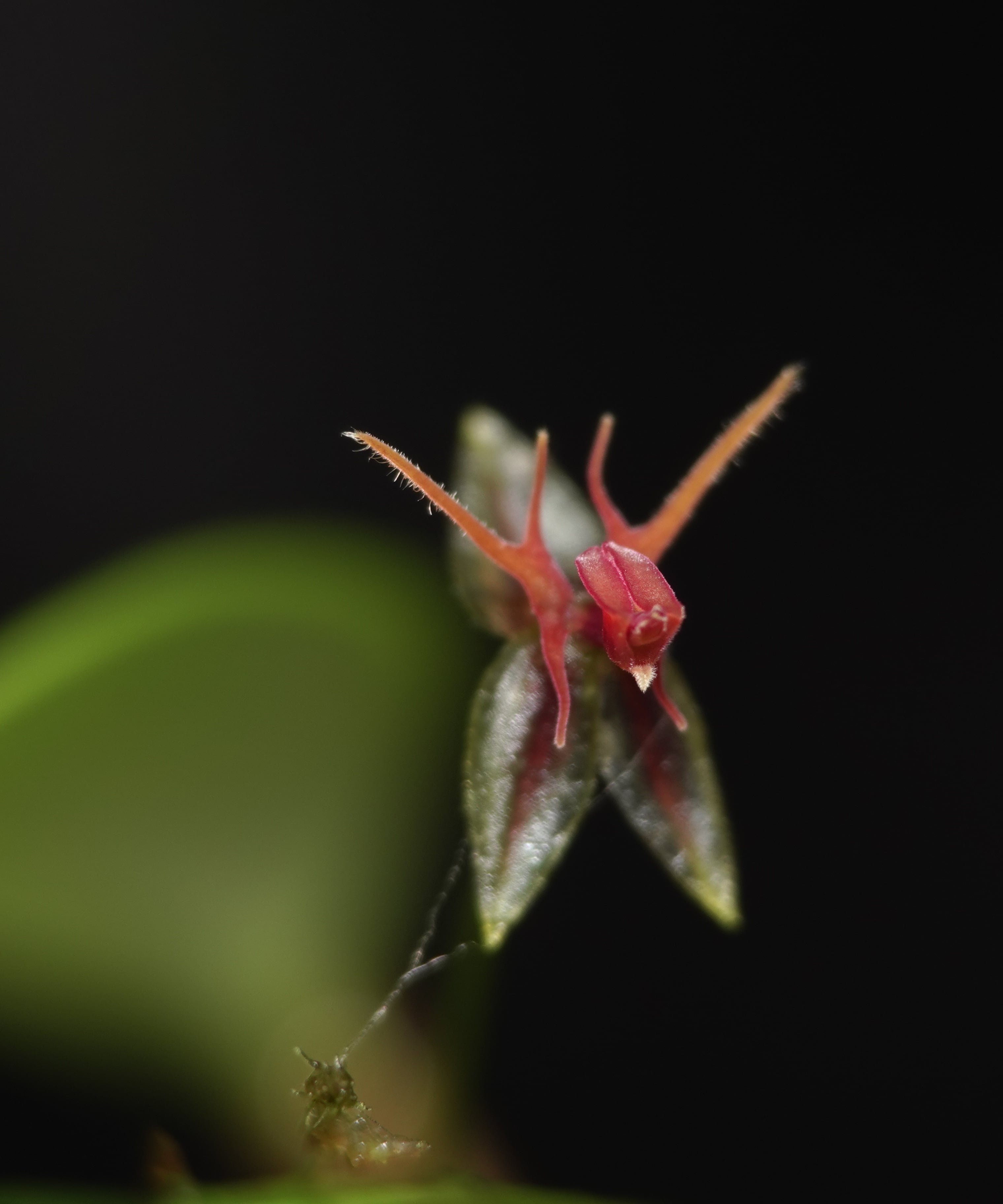Lepanthes trinaria — habit shot of an individual on a mossy substrate in mature secondary forest, La Honda, 2025.