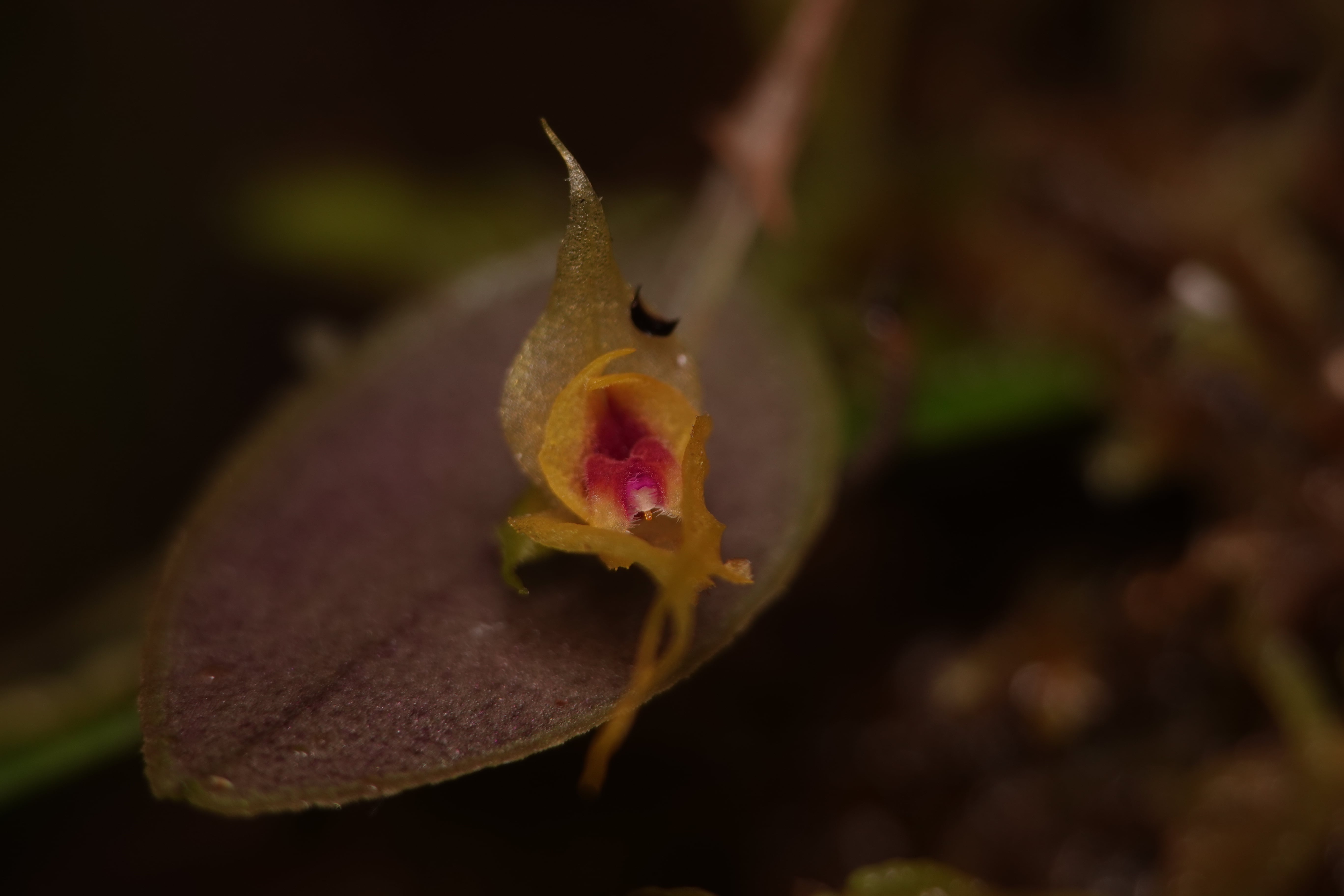 Lepanthes venusta