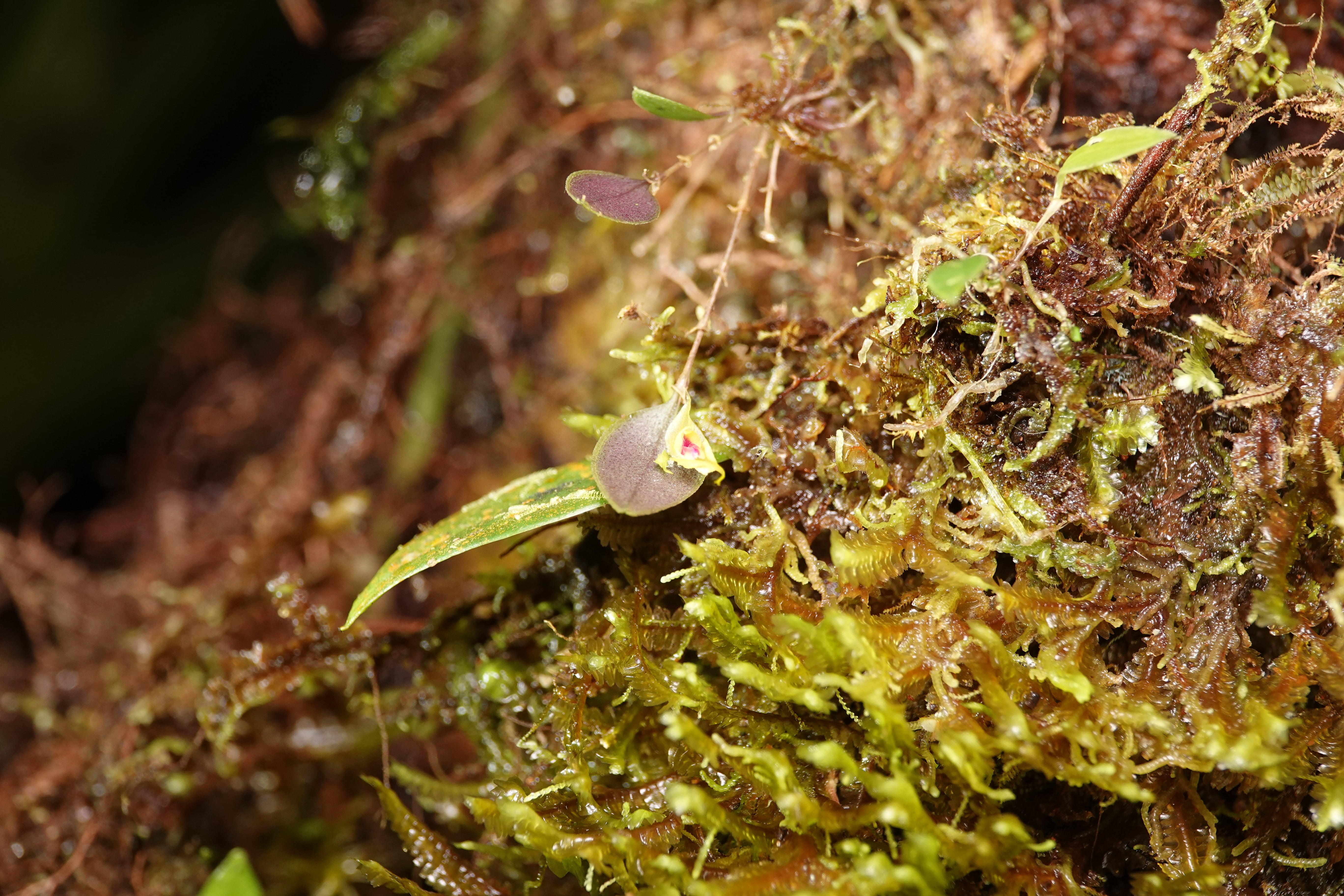 Lepanthes venusta. La Honda.