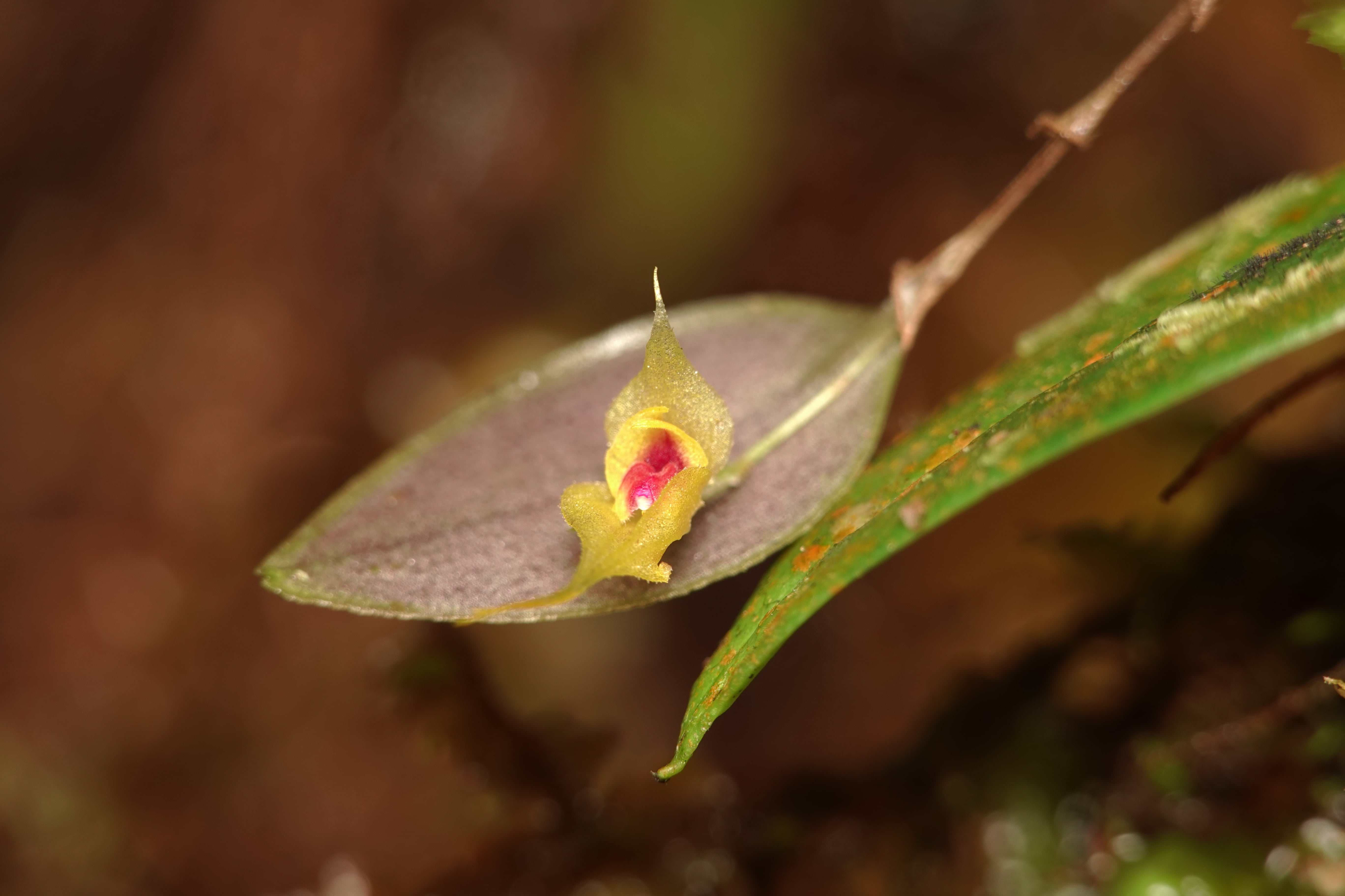 Lepanthes venusta. La Honda.