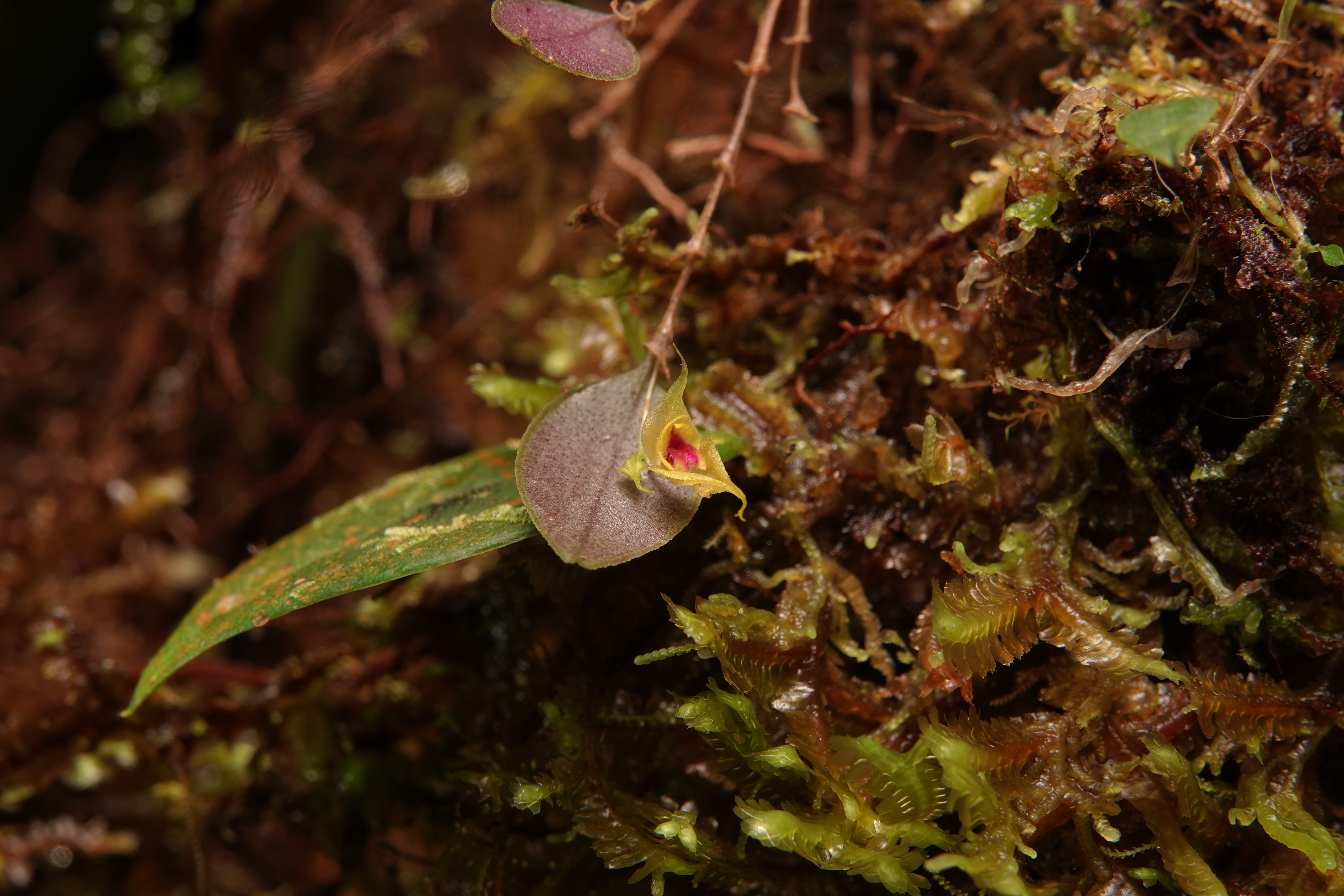 Lepanthes venusta. La Honda.