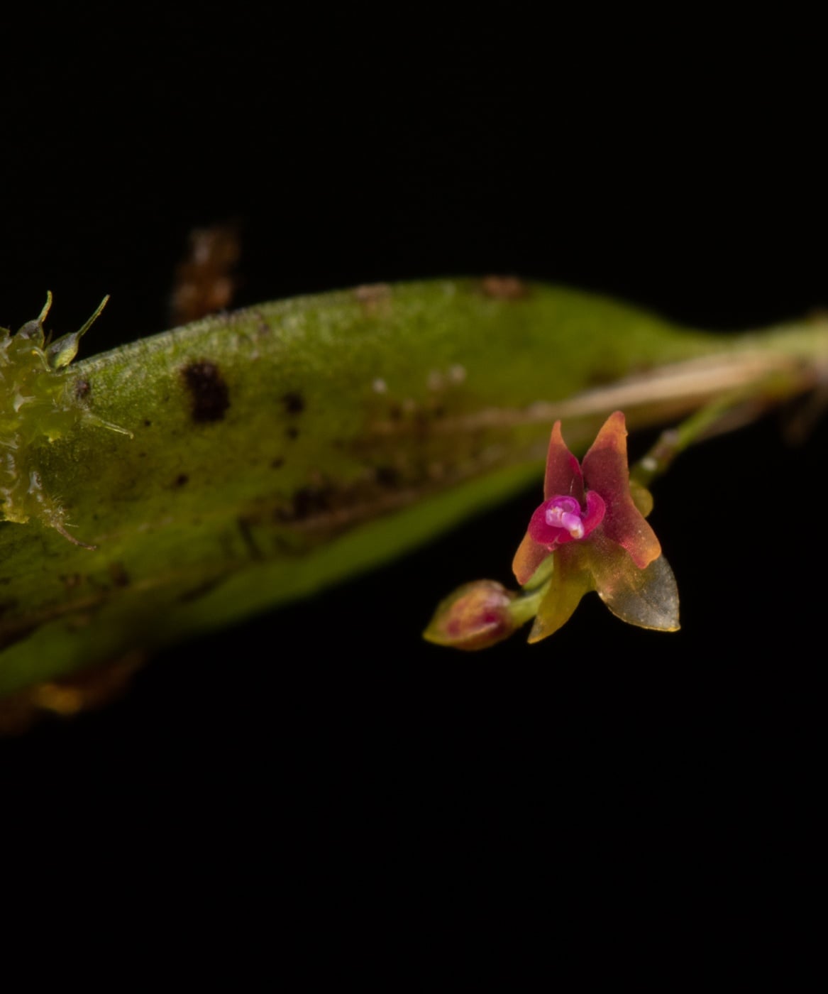 *Lepanthes viahoensis*, La Honda, 2025.
