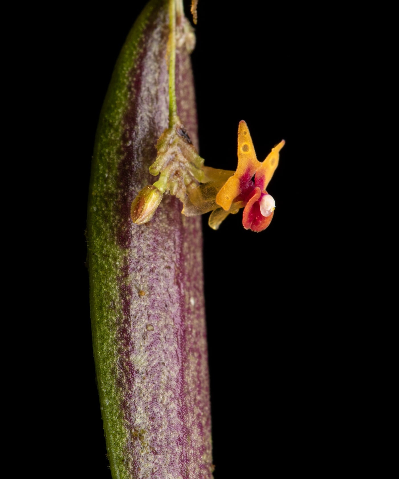 *Lepanthes viahoensis*, La Honda, 2025.