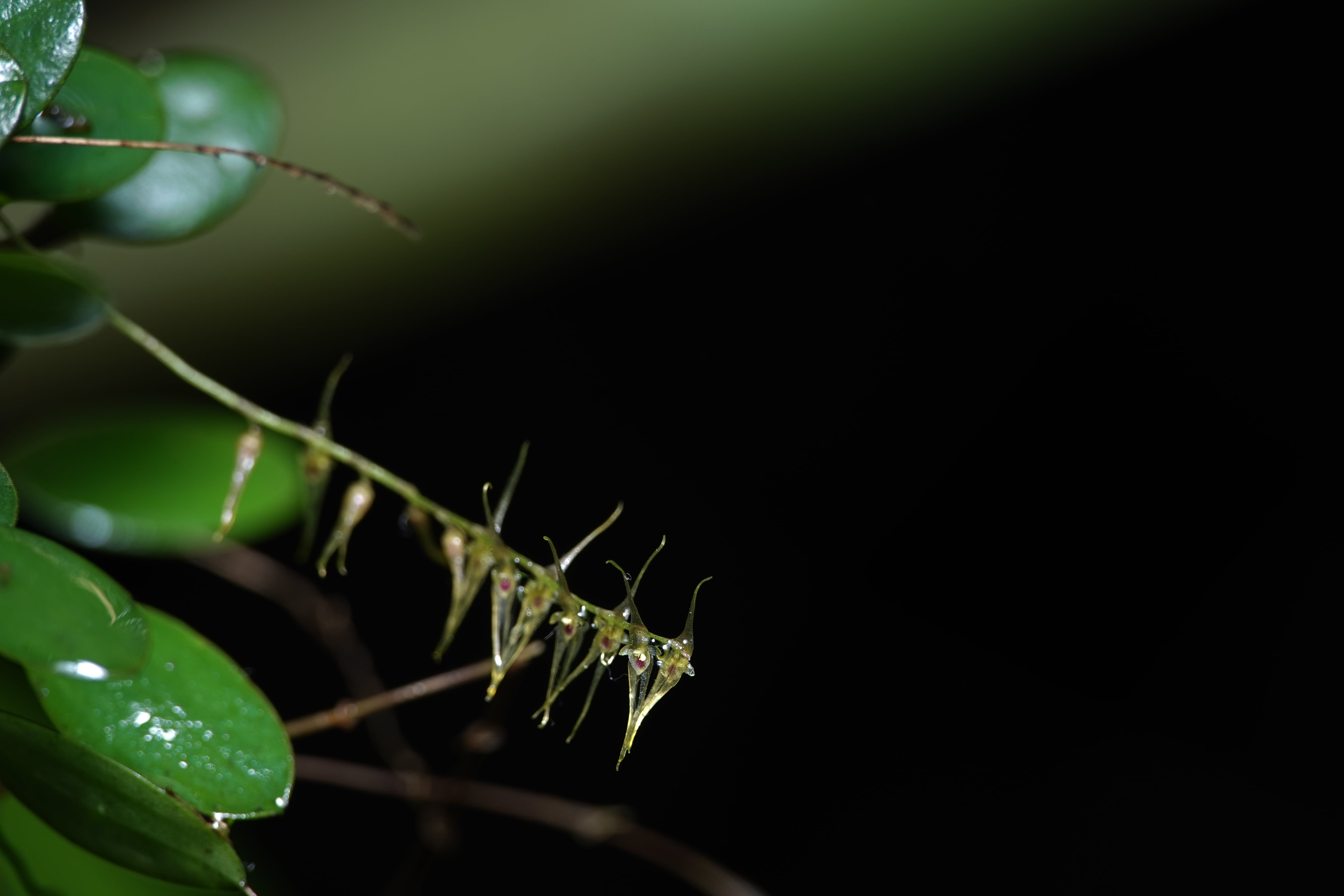 *Lepanthopsis acuminata*. La Honda.