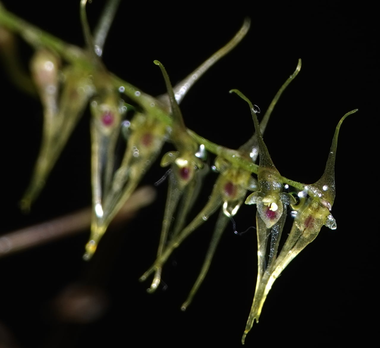 Lepanthopsis acuminata