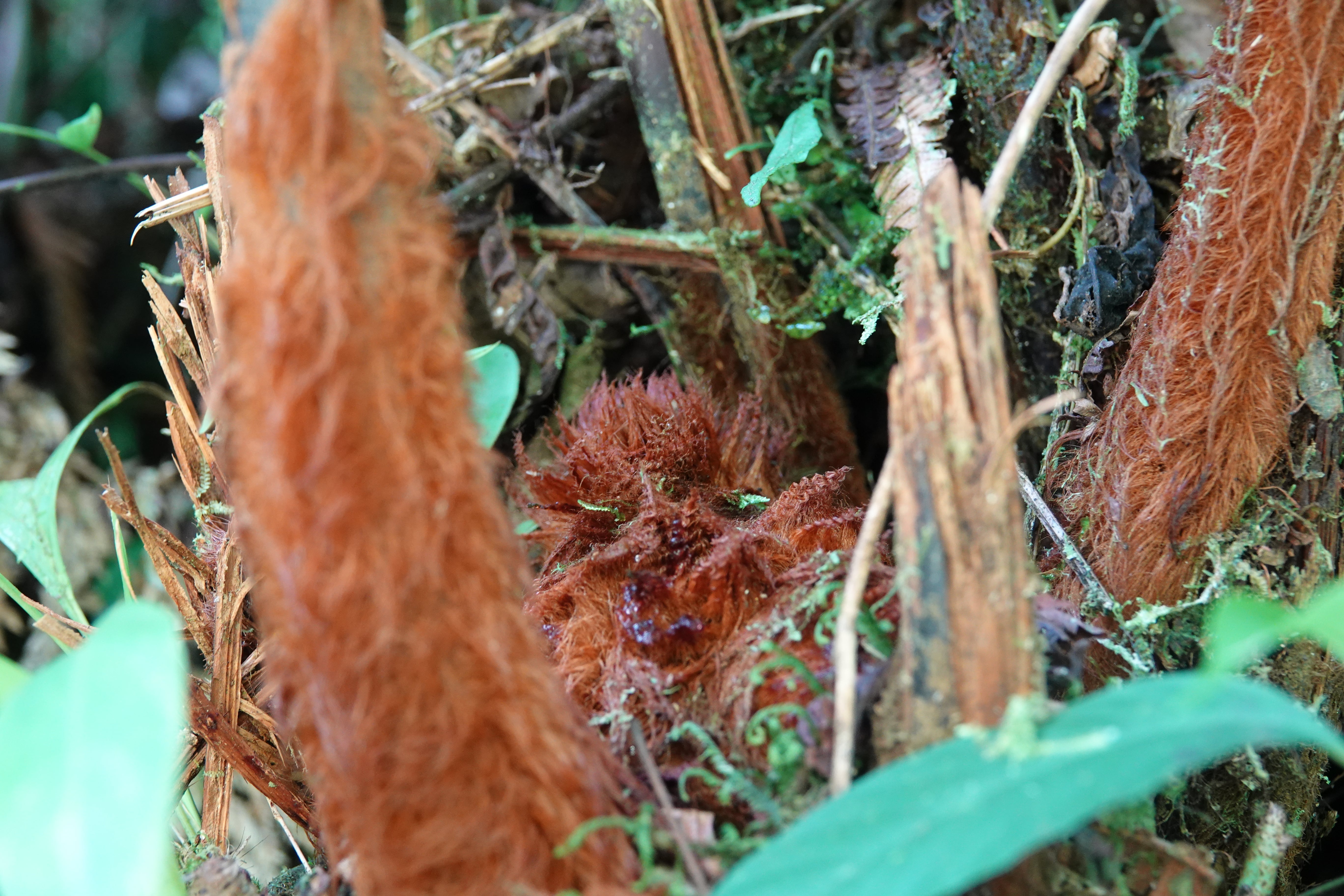Dicksoniaceae — Hairy tree ferns