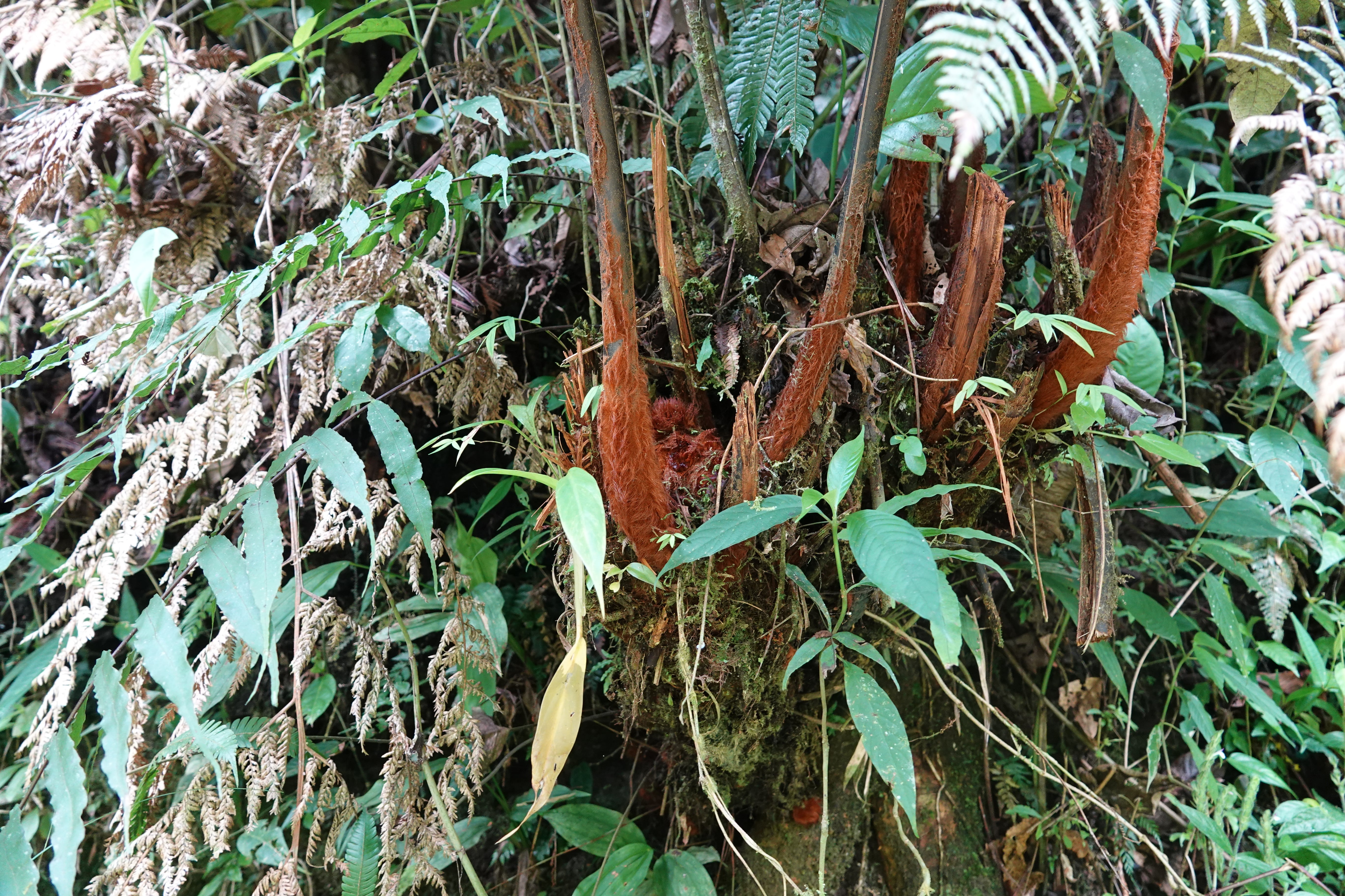 Lophosoria quadripinnata. La Honda.