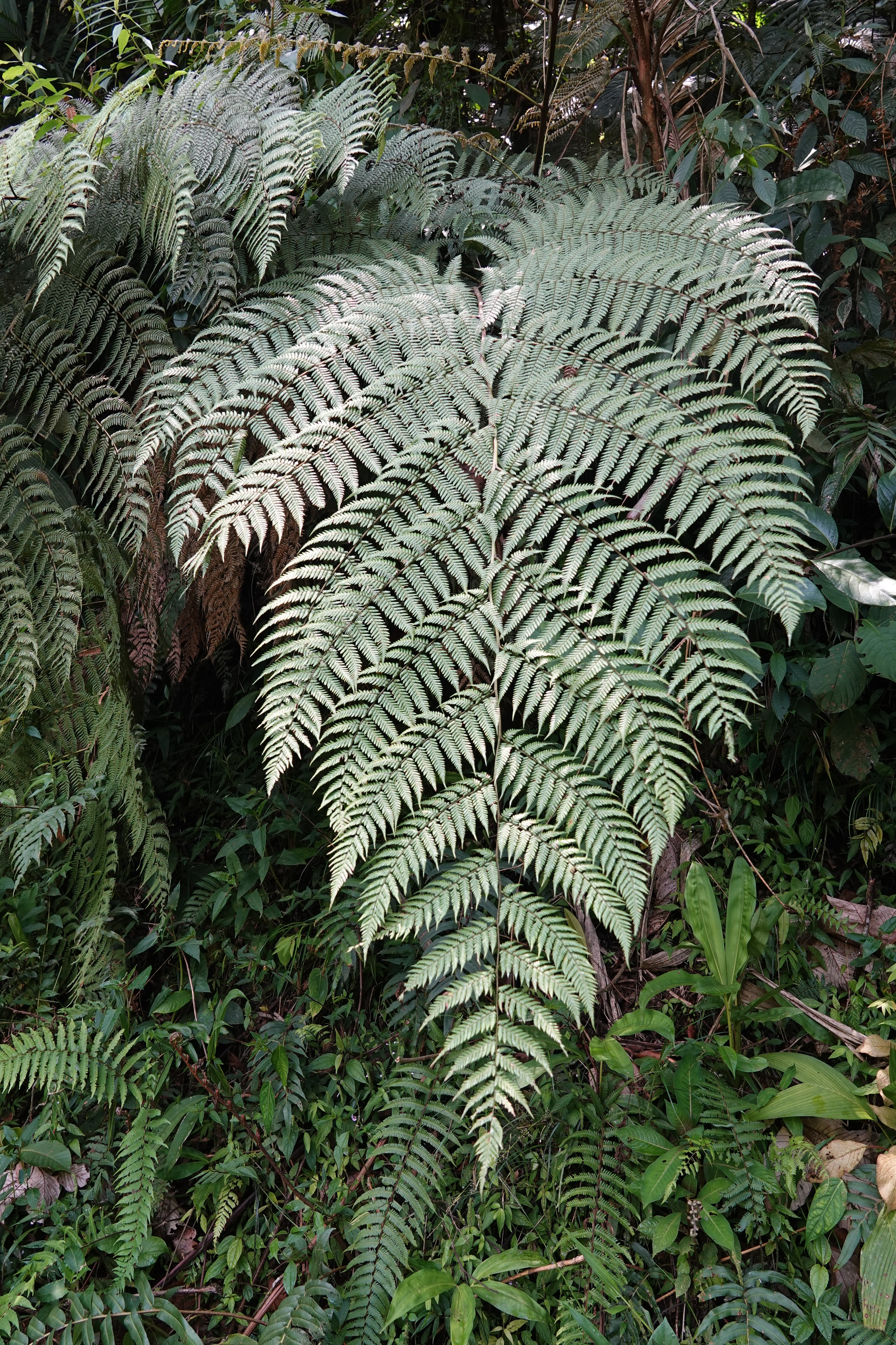Lophosoria quadripinnata. La Honda.