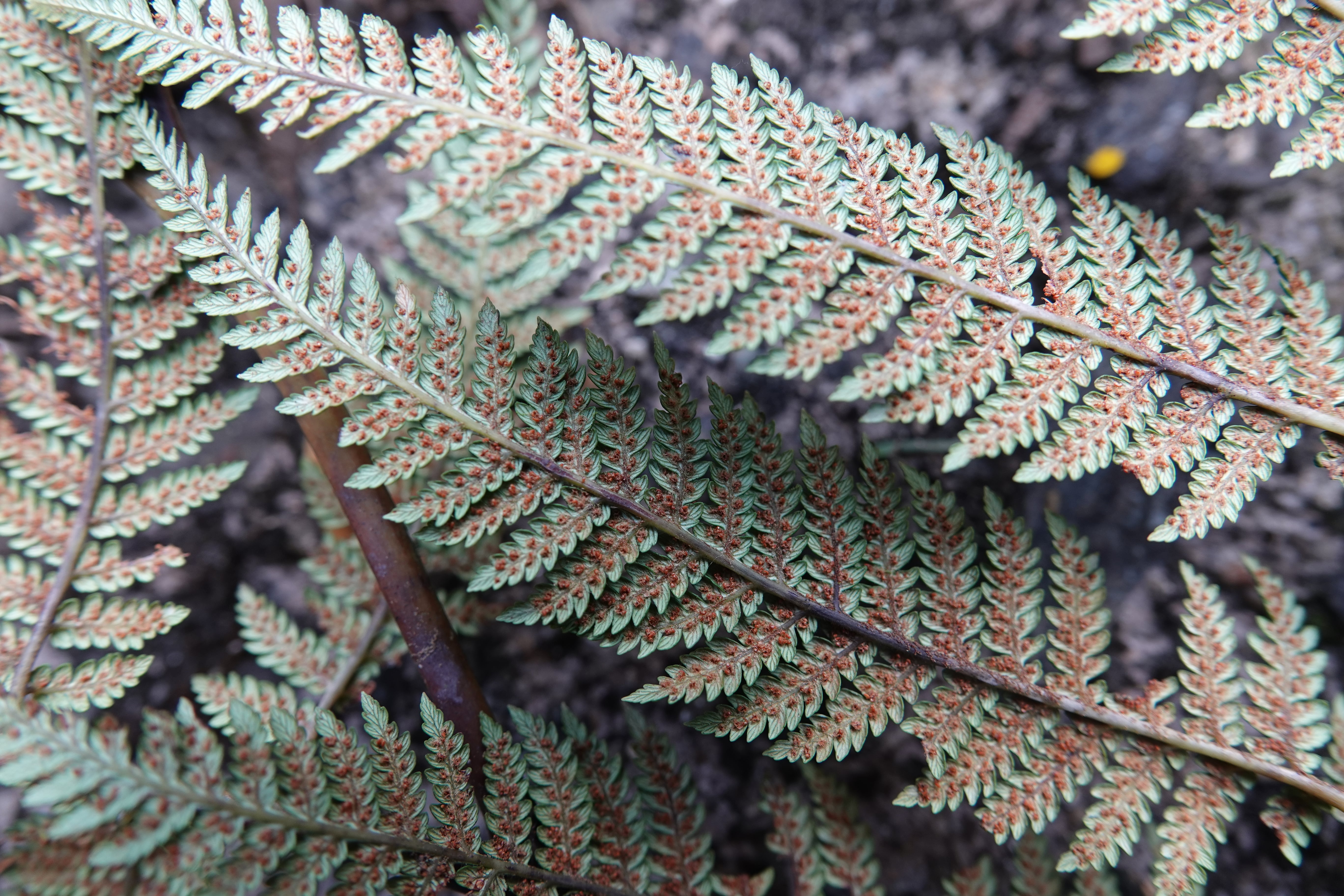 Lophosoria quadripinnata. La Honda.