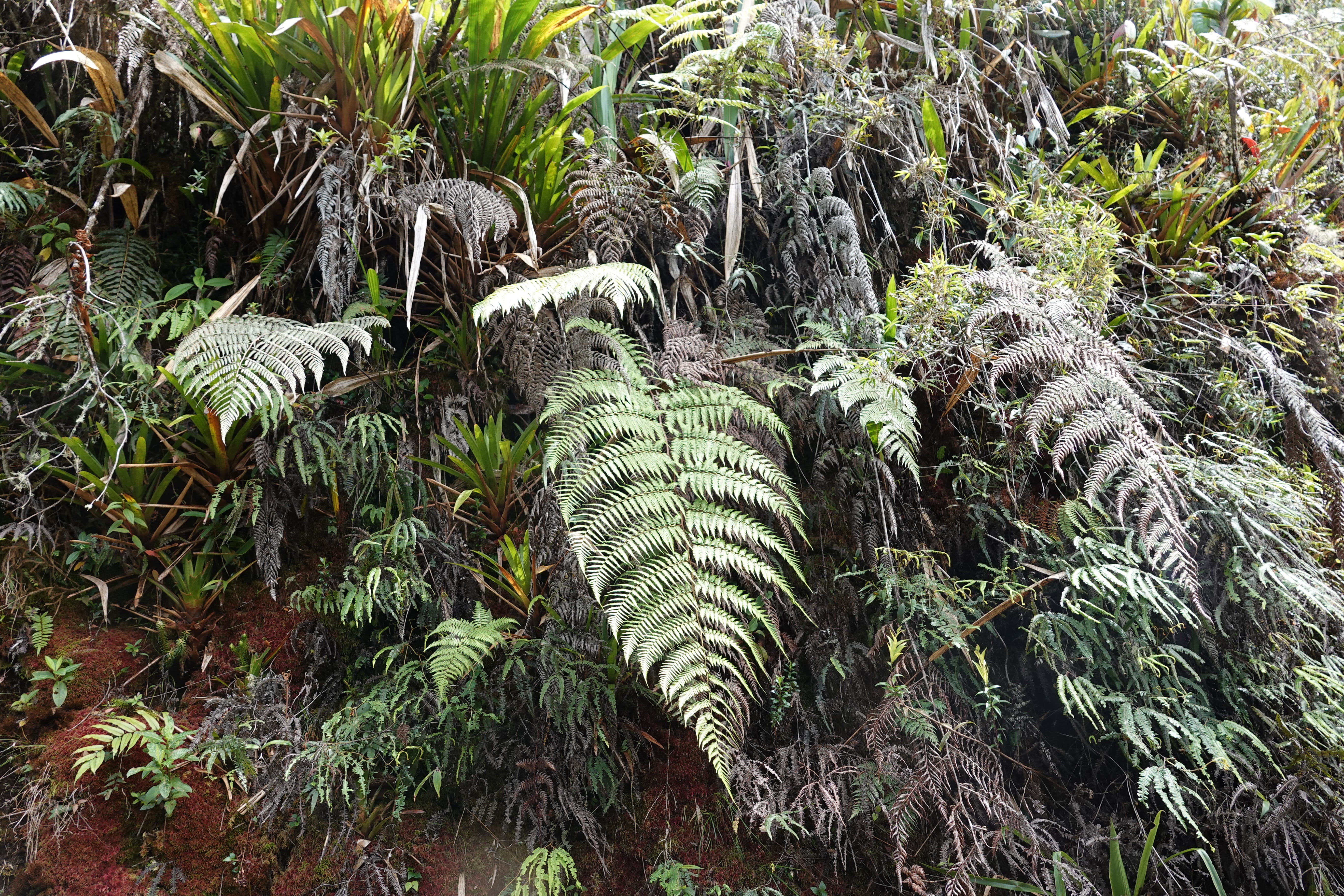 Lophosoria quadripinnata. La Honda.