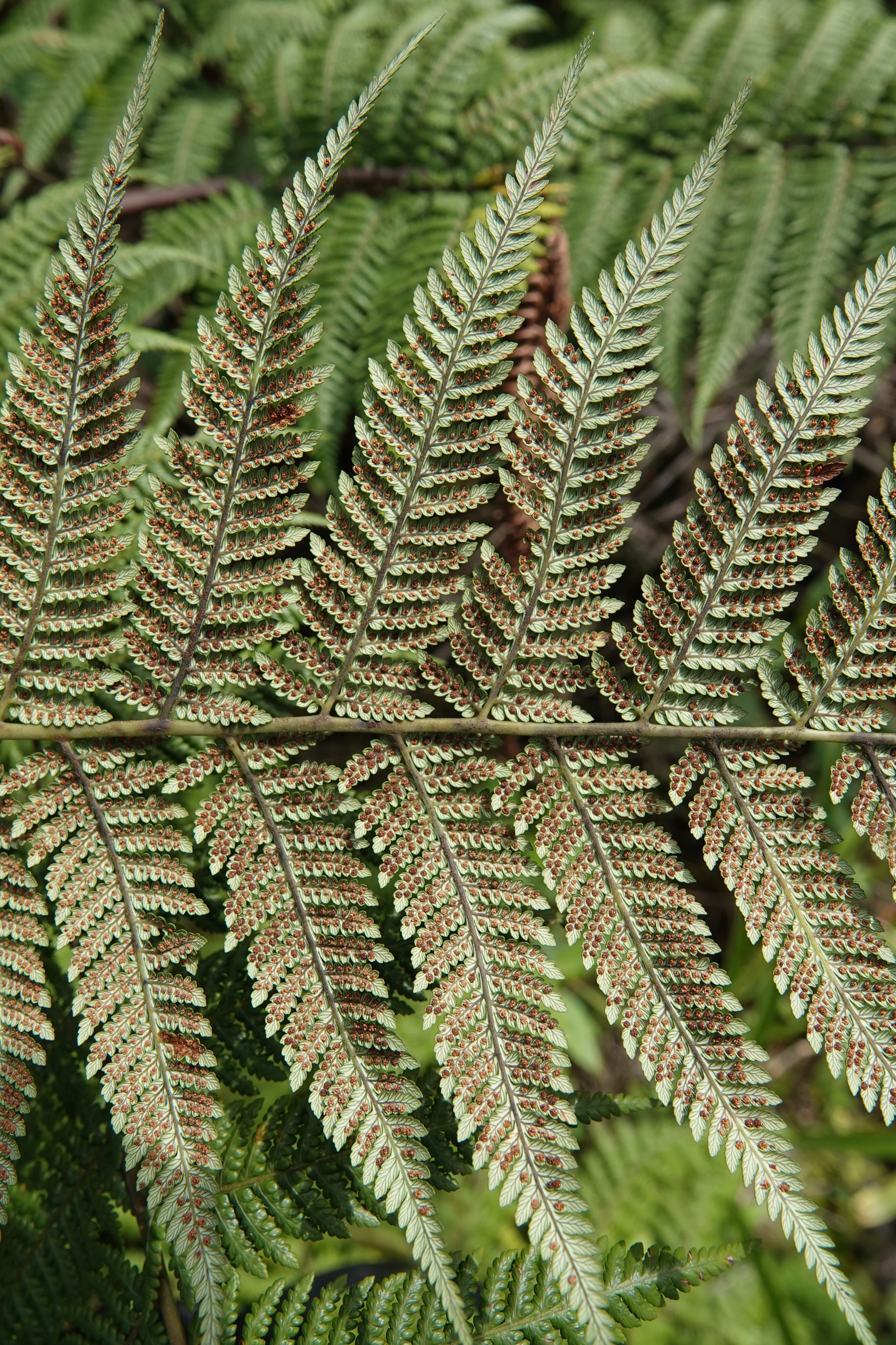 Lophosoria quadripinnata. La Honda.