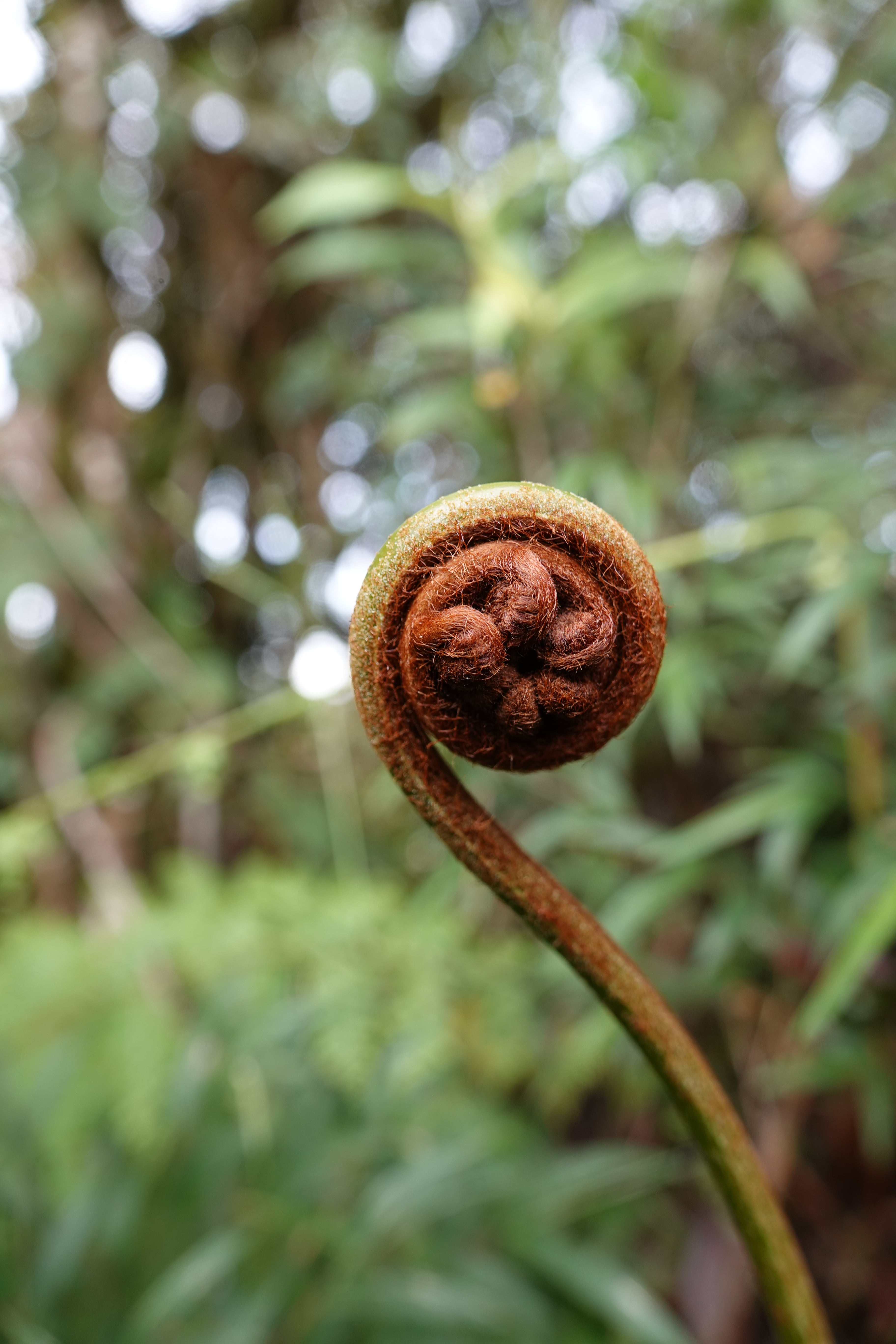 Lophosoria quadripinnata. La Honda.