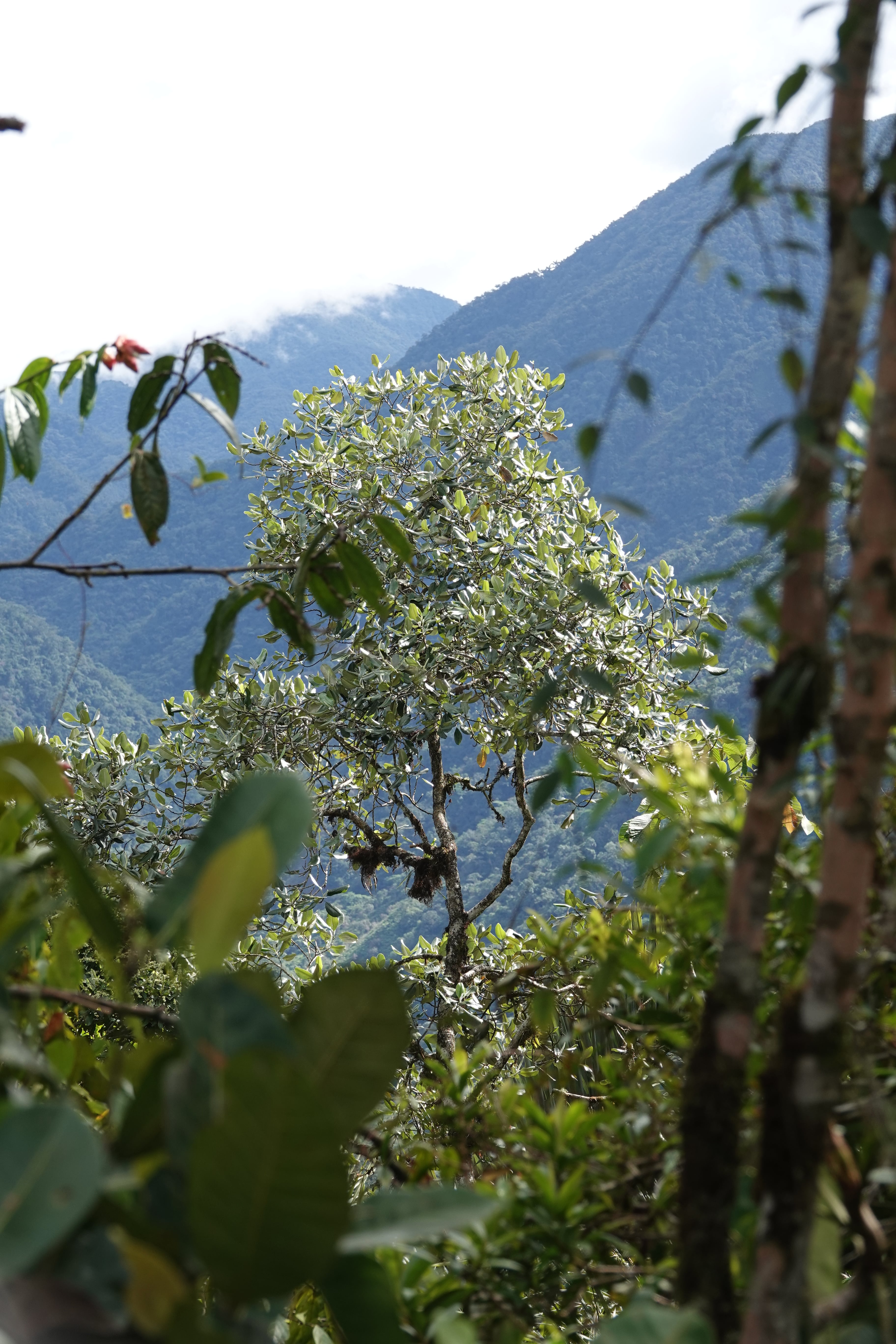 Magnolia guatapensis. La Honda.