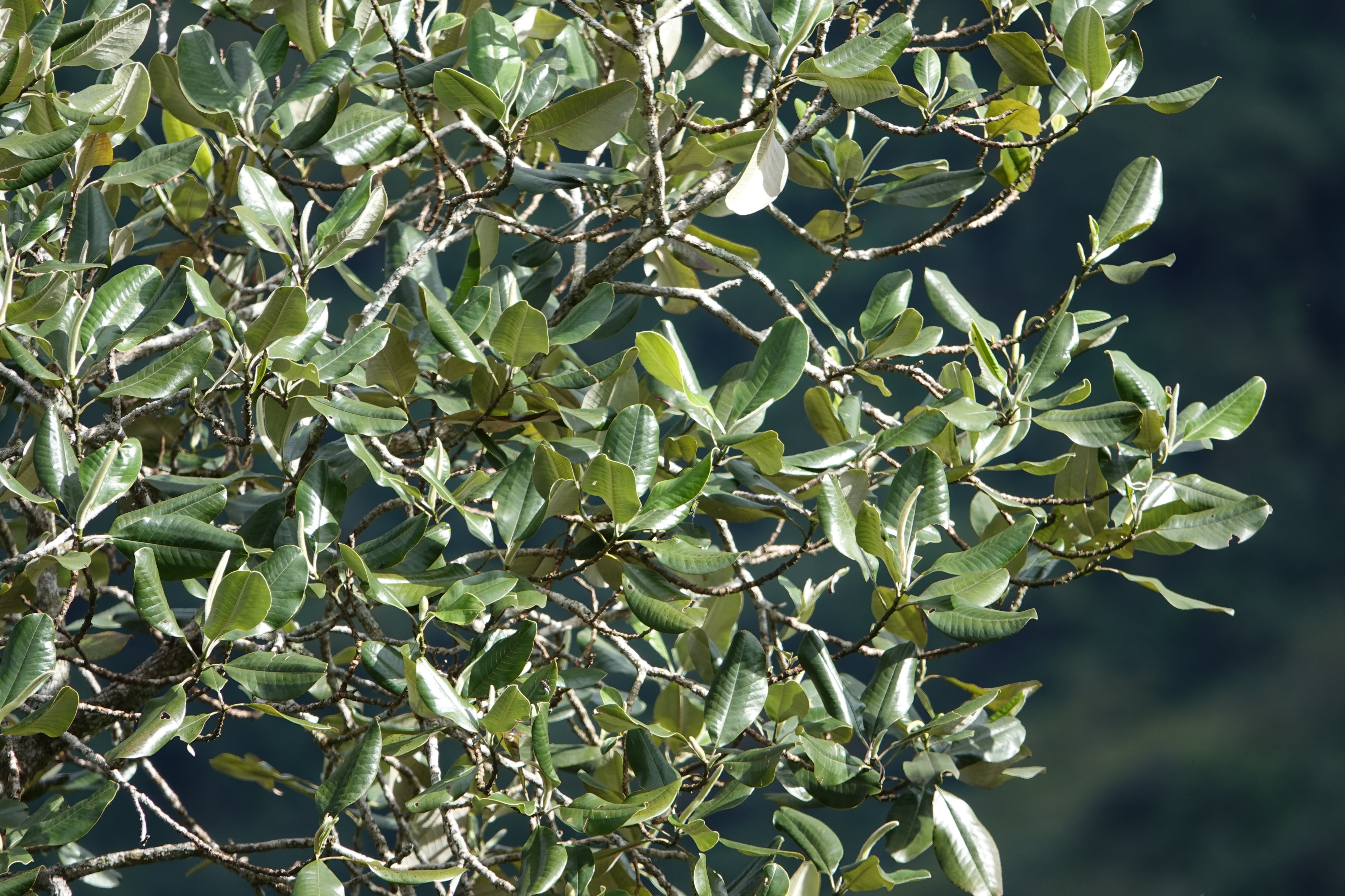 Magnolia guatapensis. La Honda.