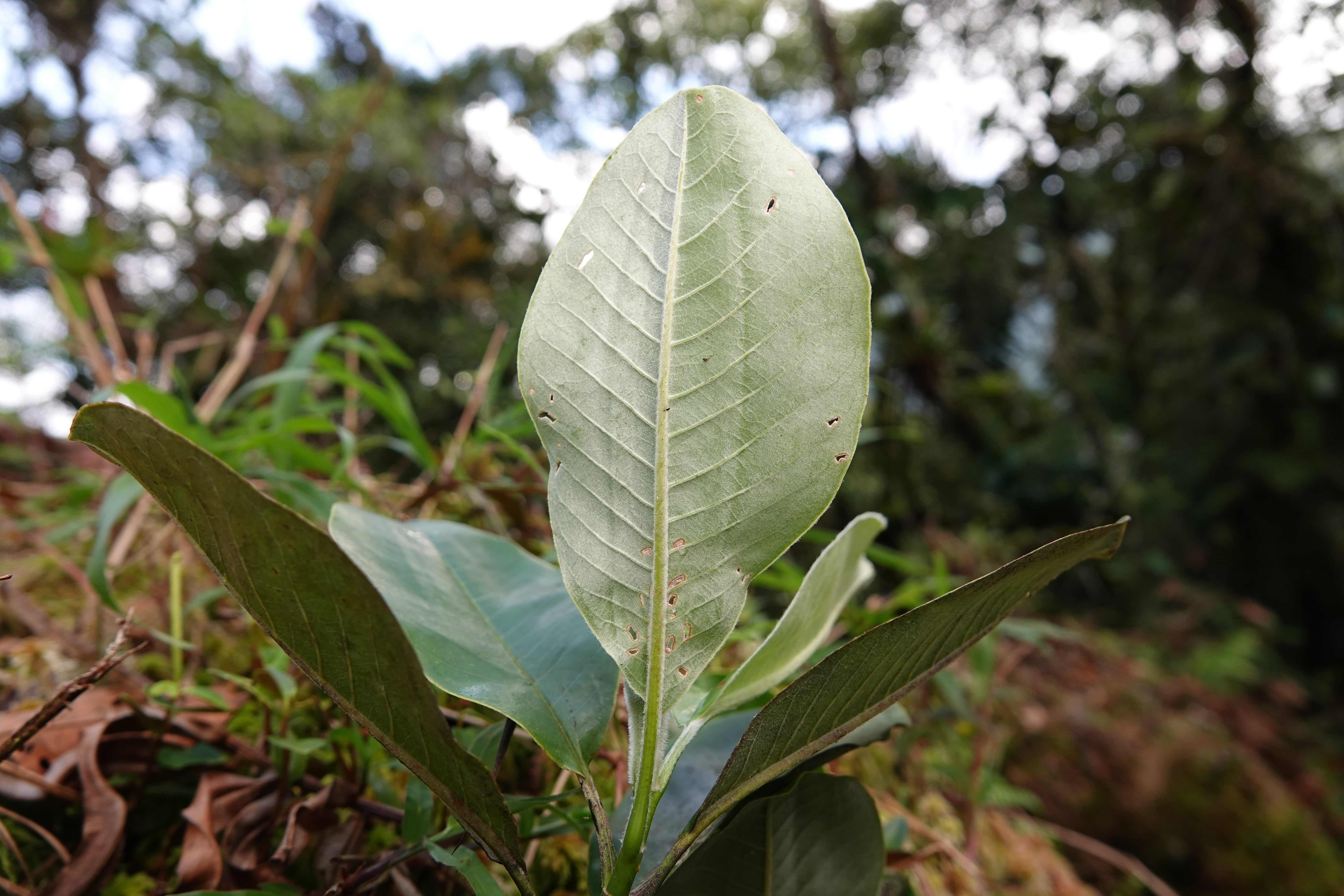 Magnolia guatapensis. La Honda.