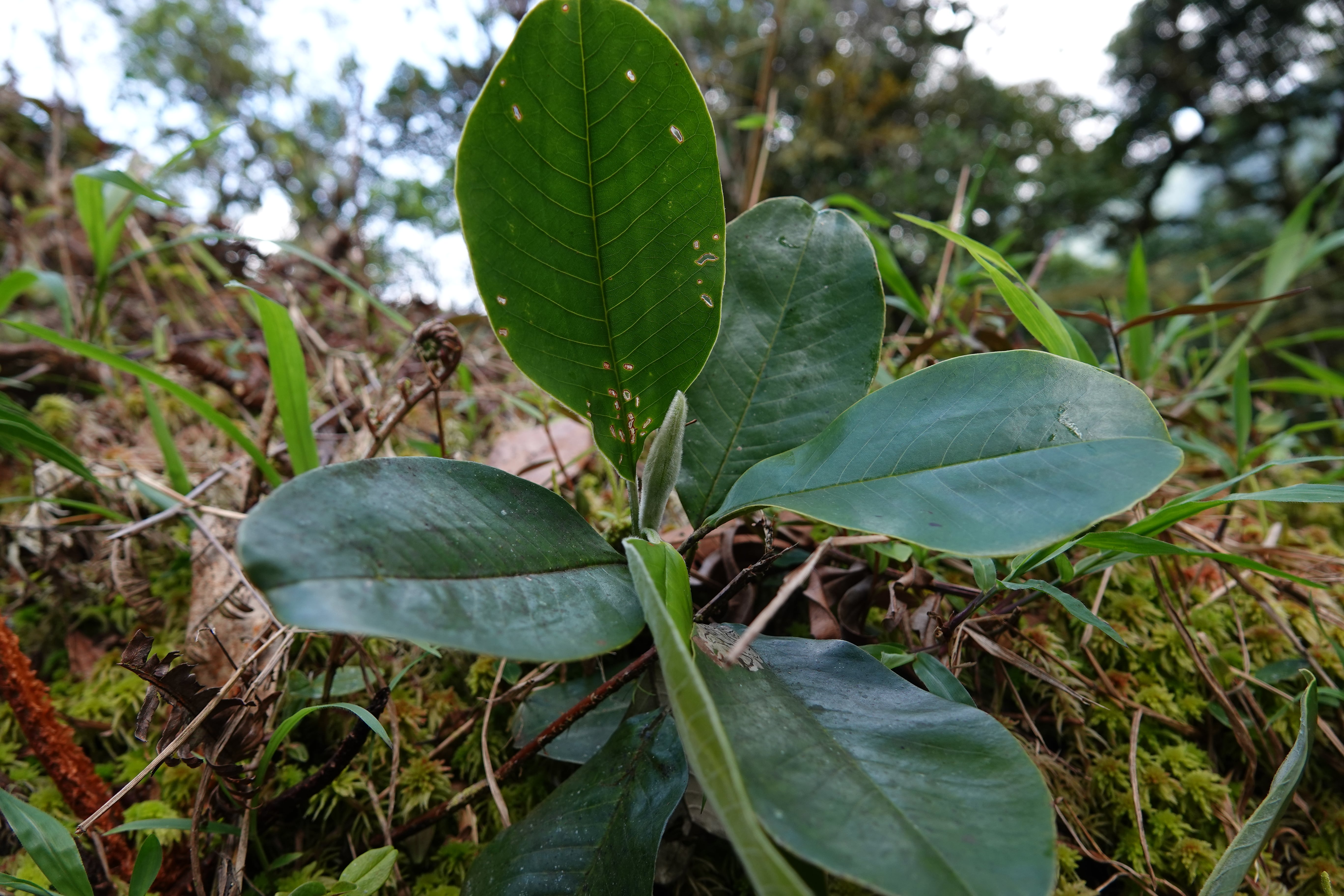 Magnolia guatapensis. La Honda.