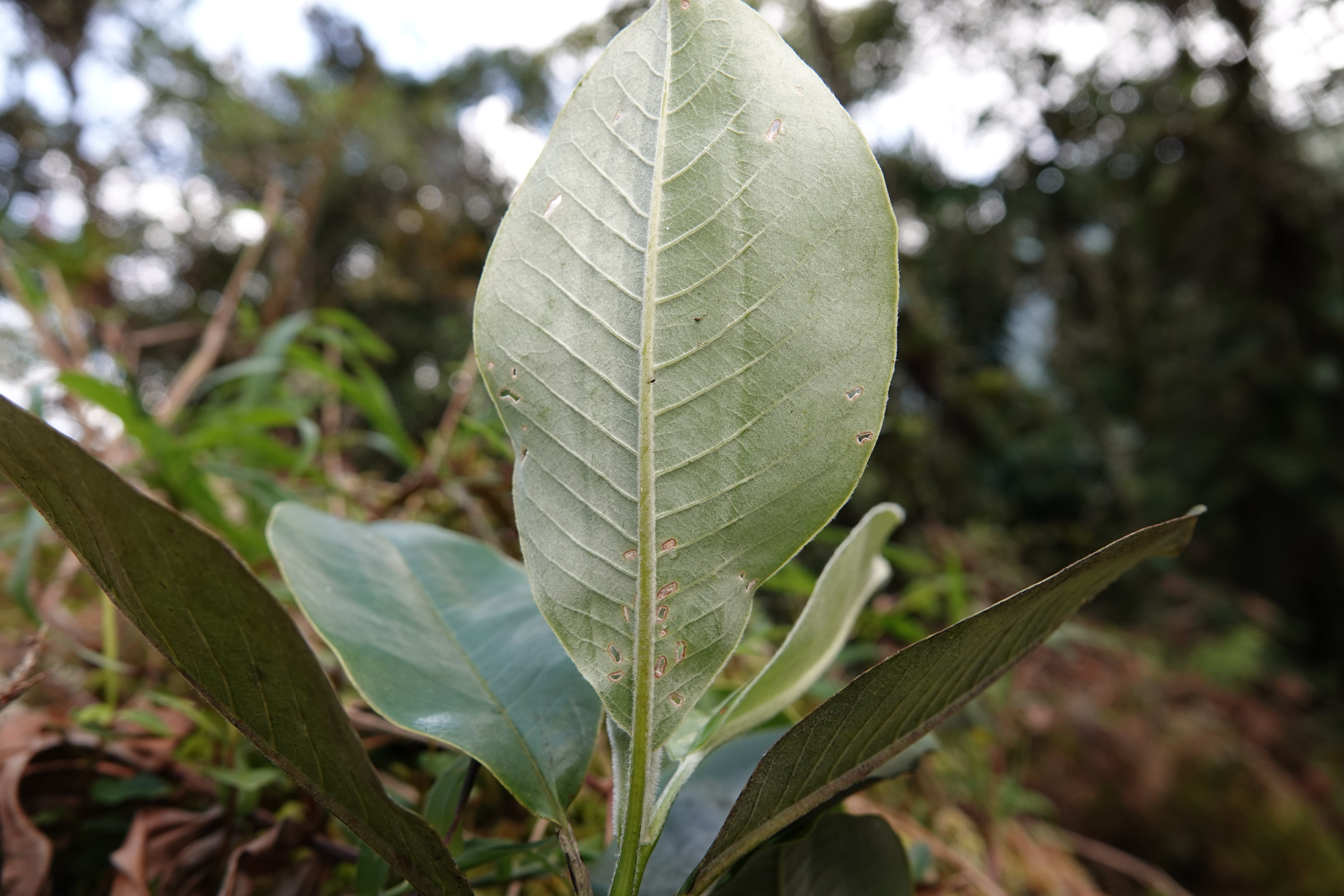 Magnolia guatapensis. La Honda.
