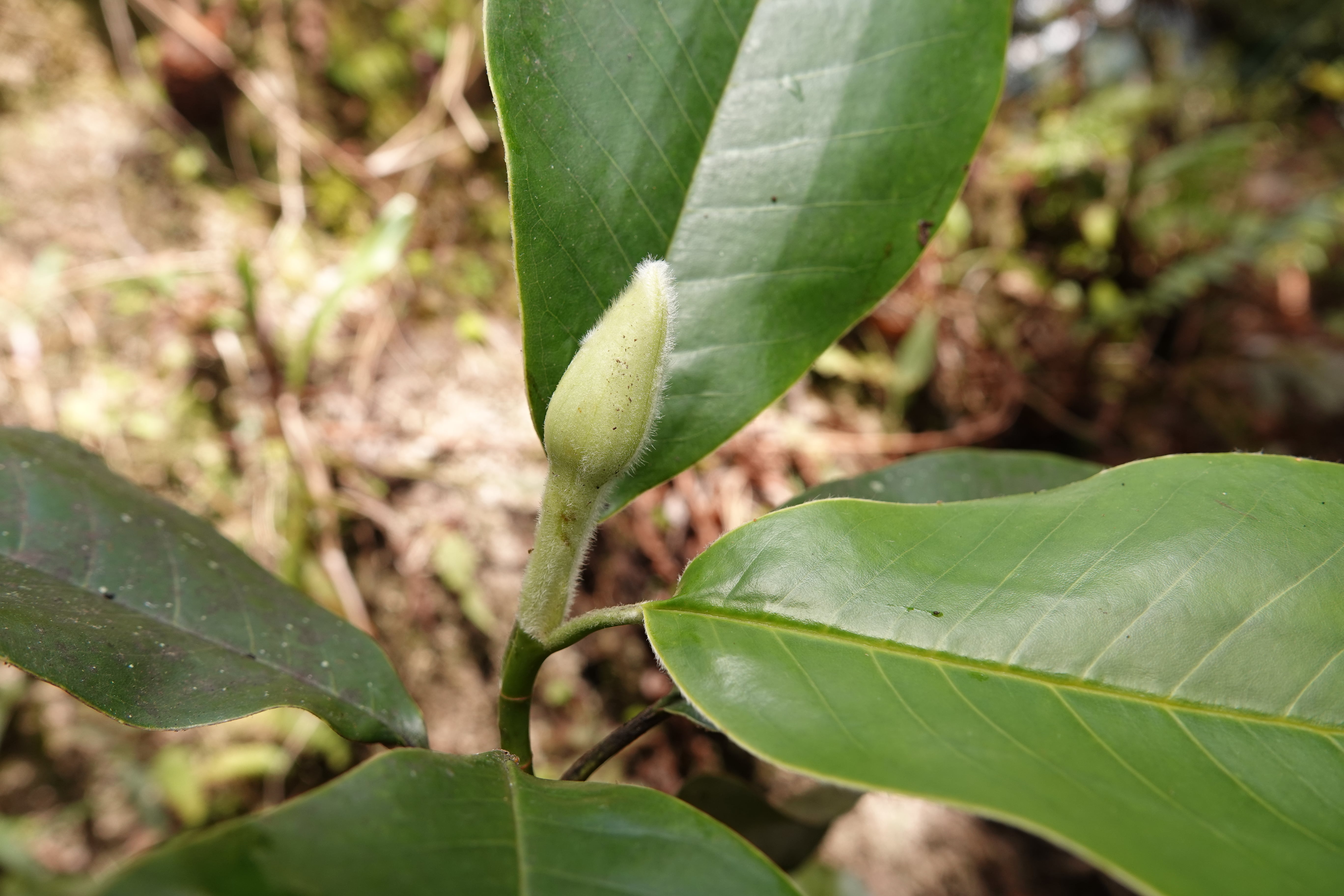 Magnolia guatapensis. La Honda.