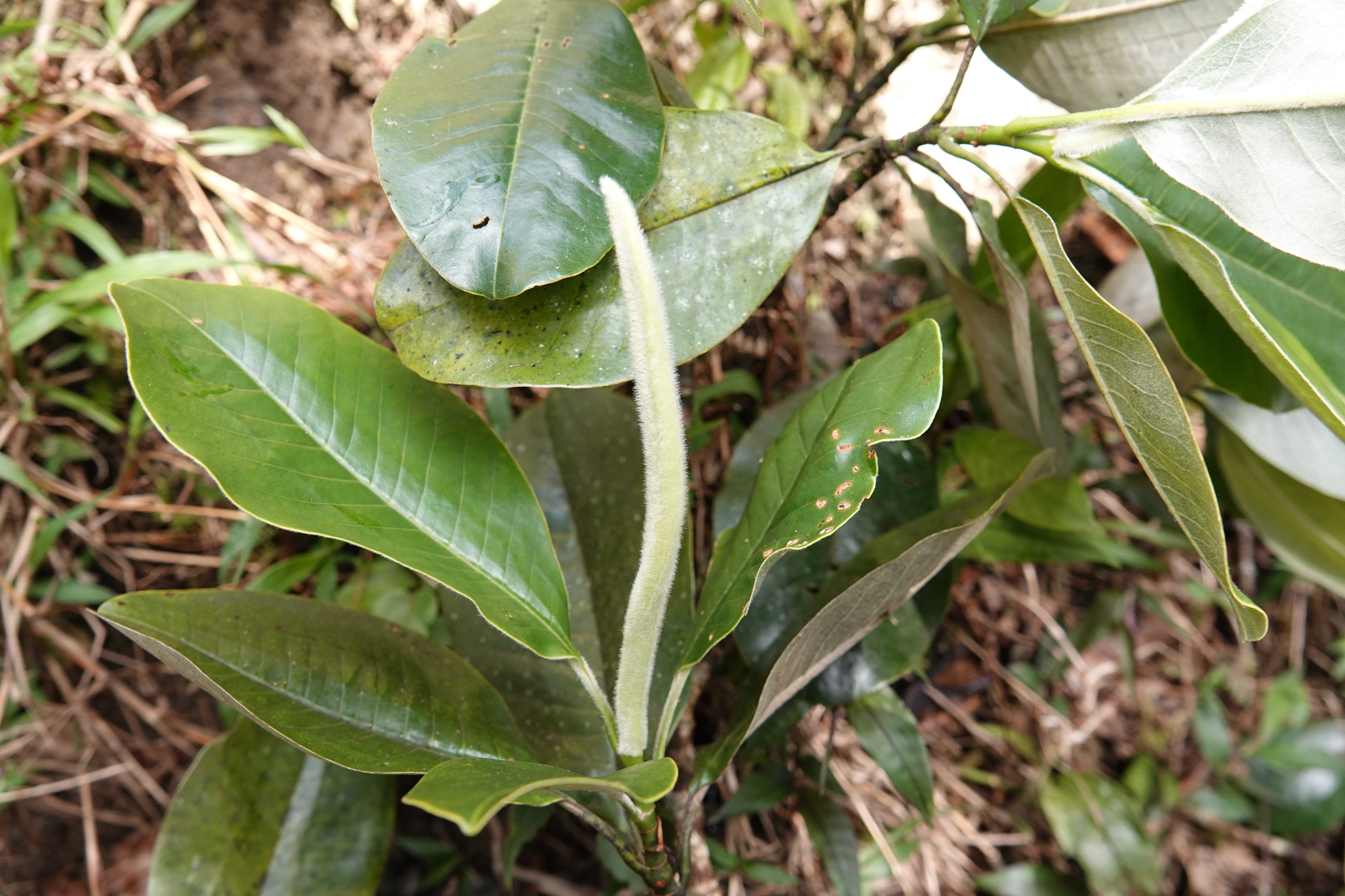 Magnolia guatapensis