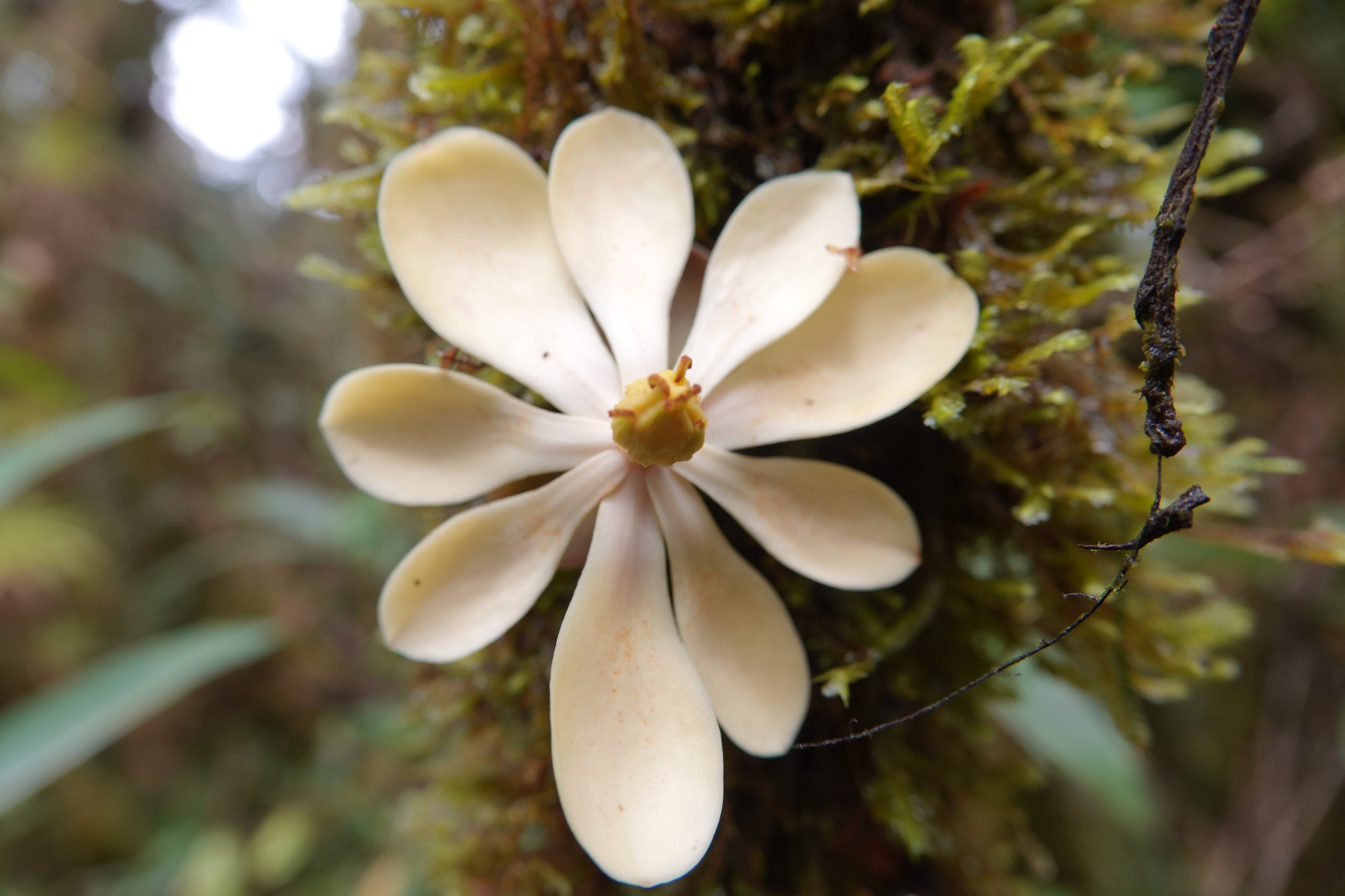 Magnoliaceae — Magnolias