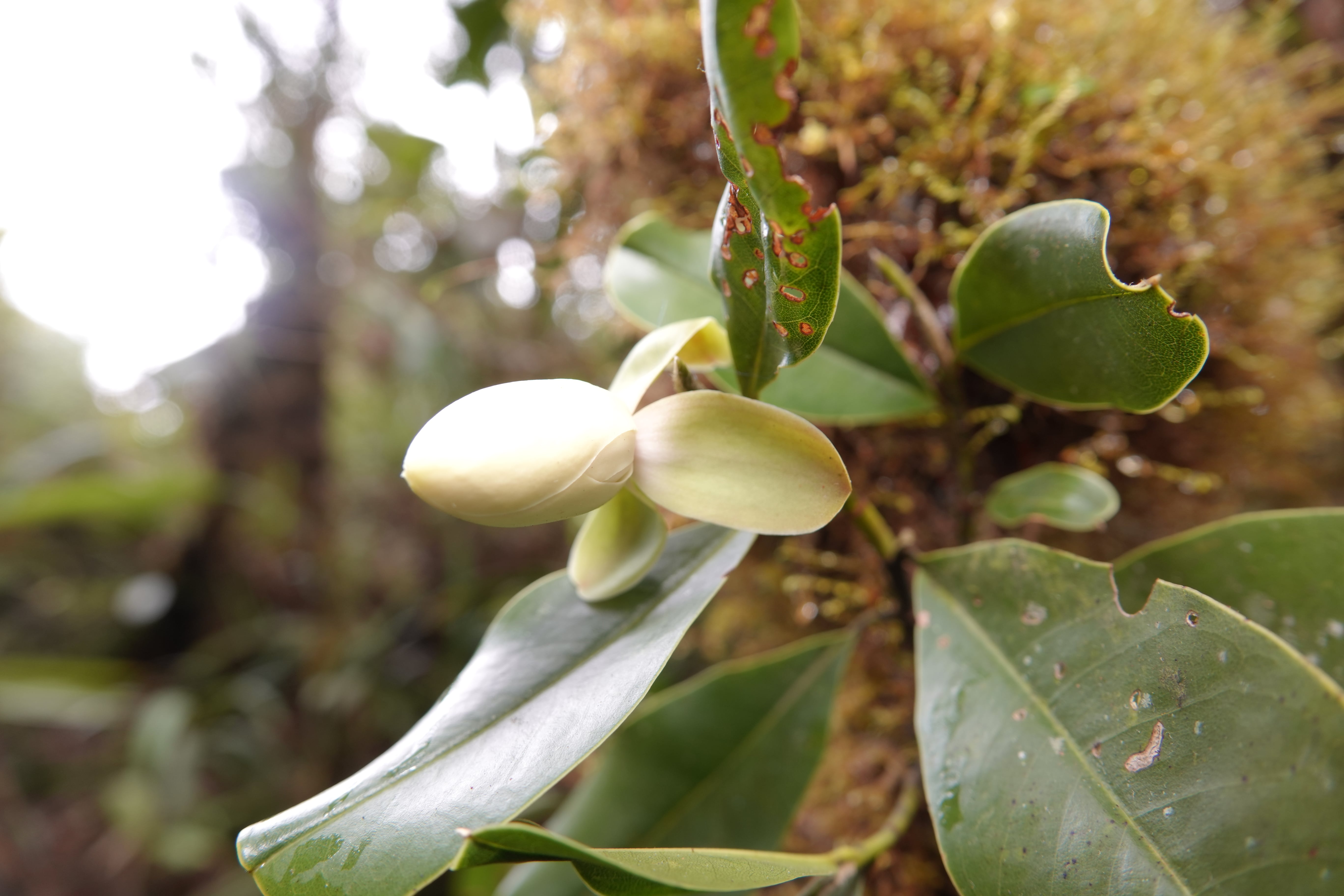 Magnolia unicarmensis. La Honda.