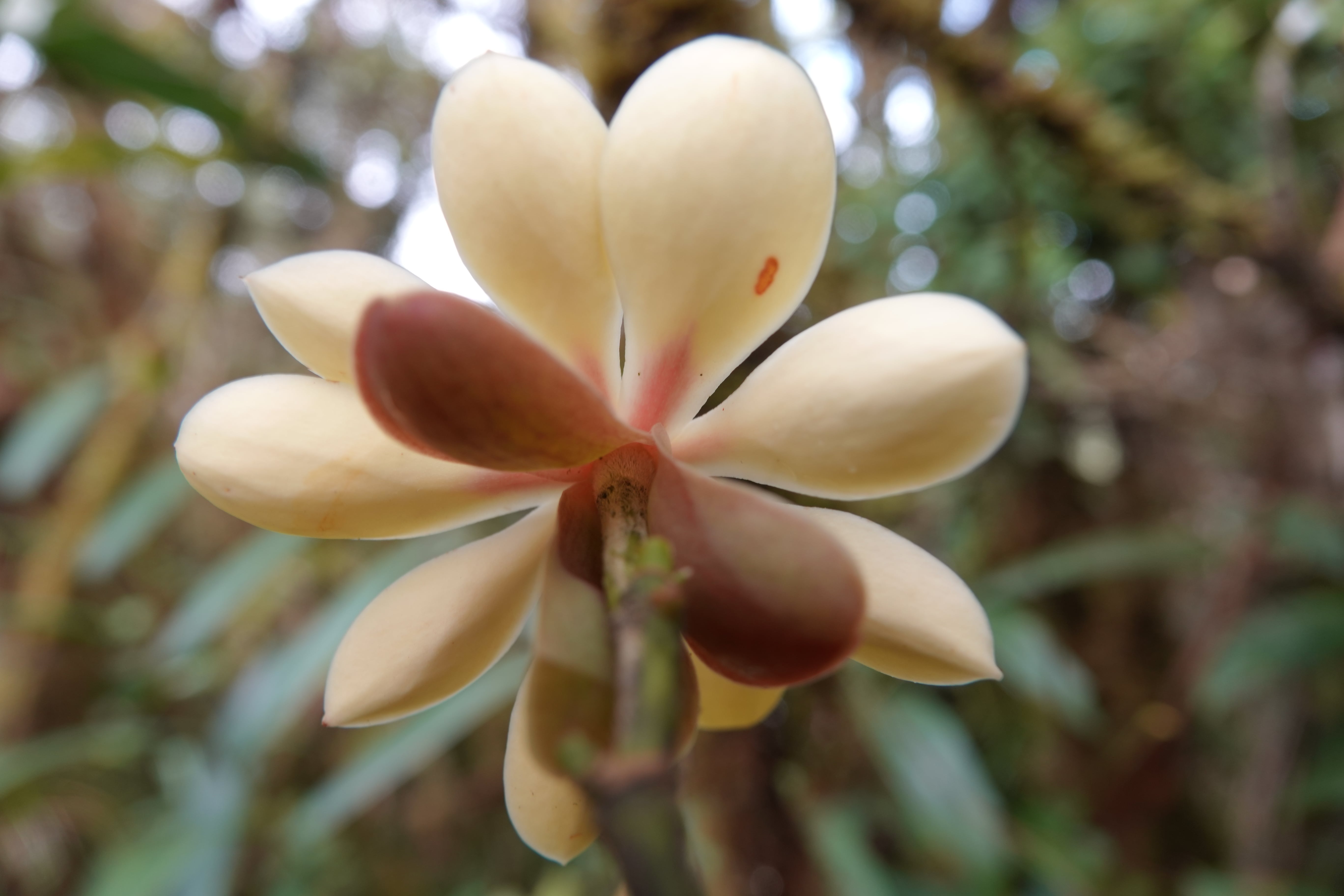 Magnolia unicarmensis. La Honda.
