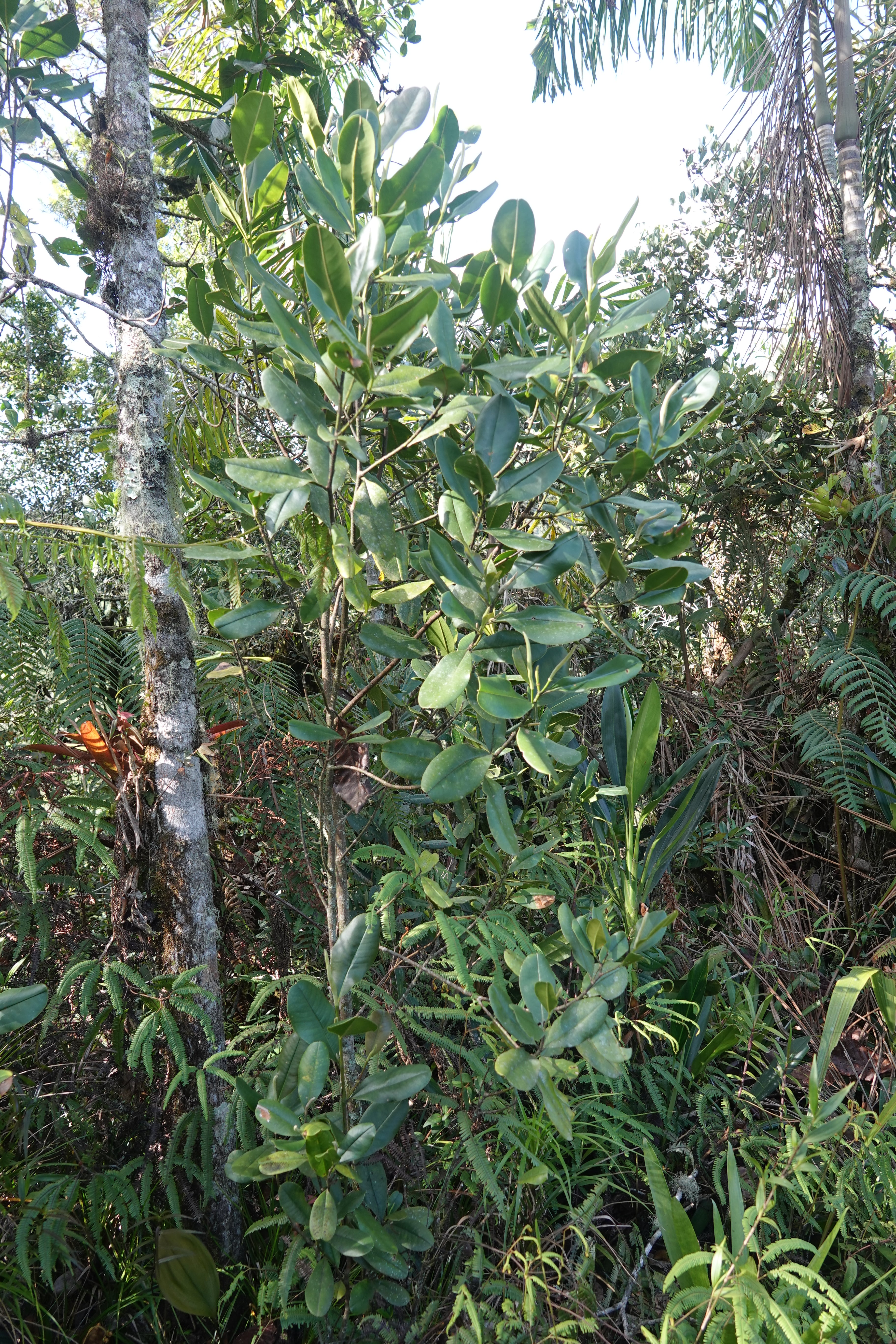 Magnolia unicarmensis. La Honda.