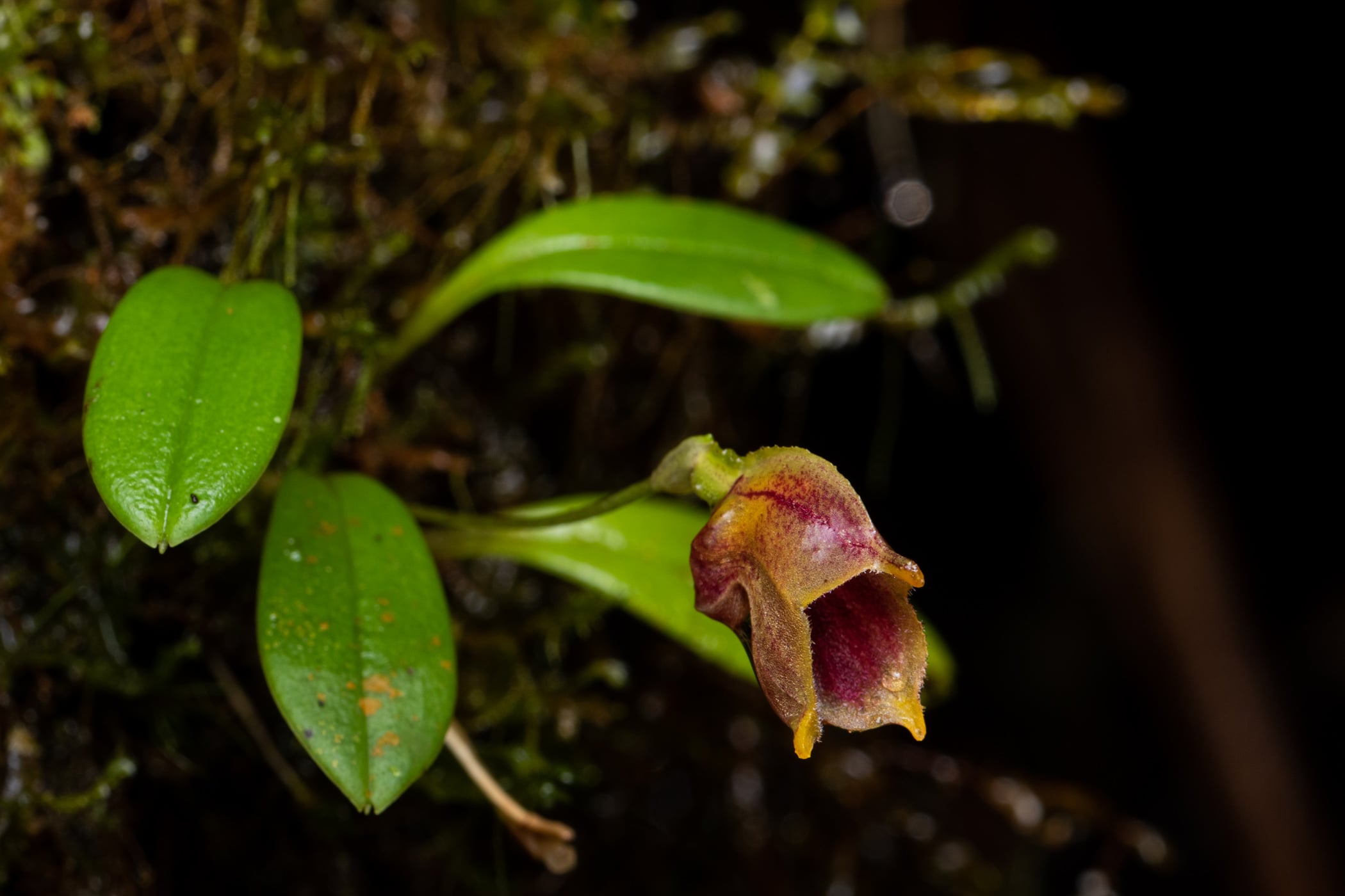*Masdevallia molossus*, La Honda, 2025.