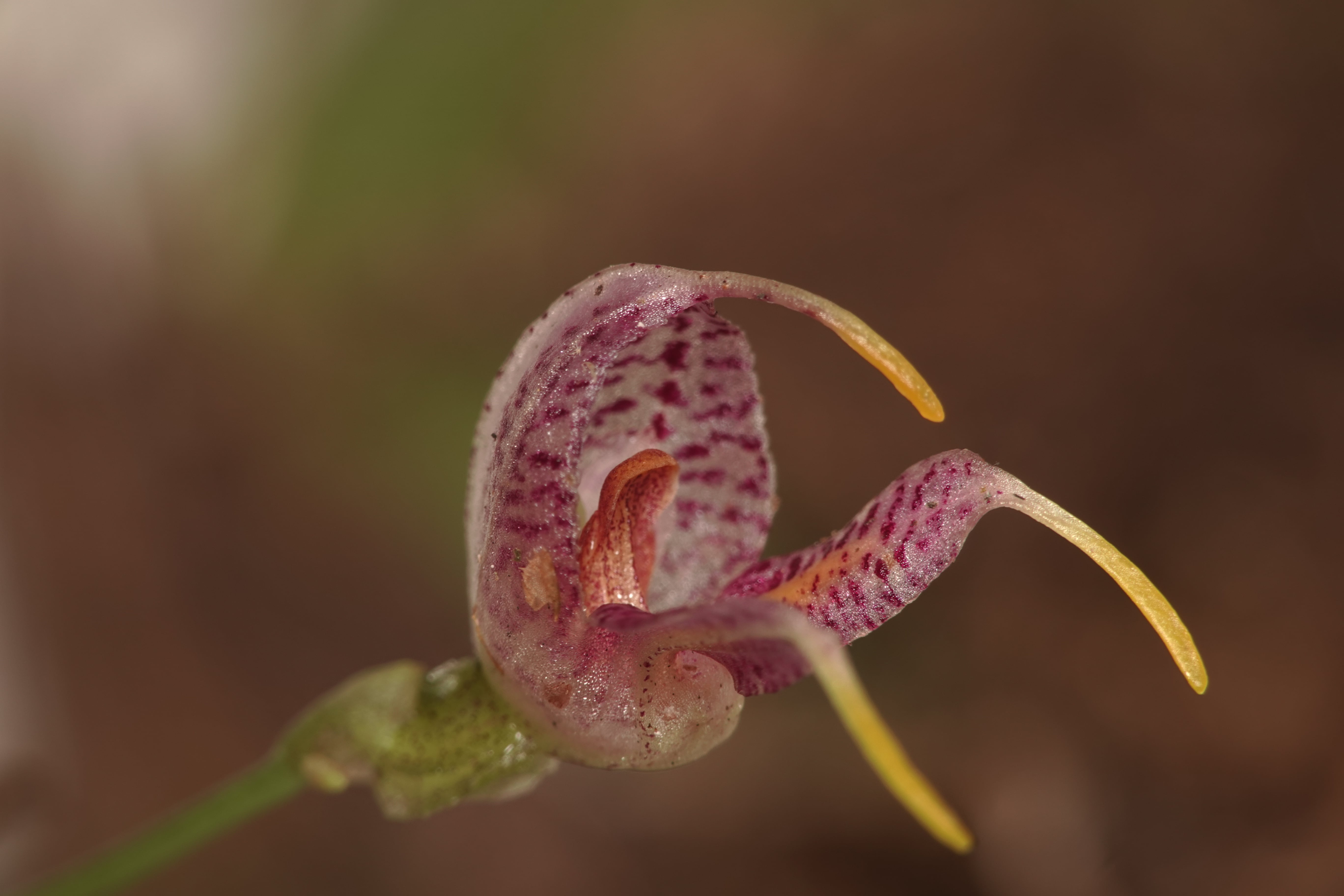 Masdevallia sp 2