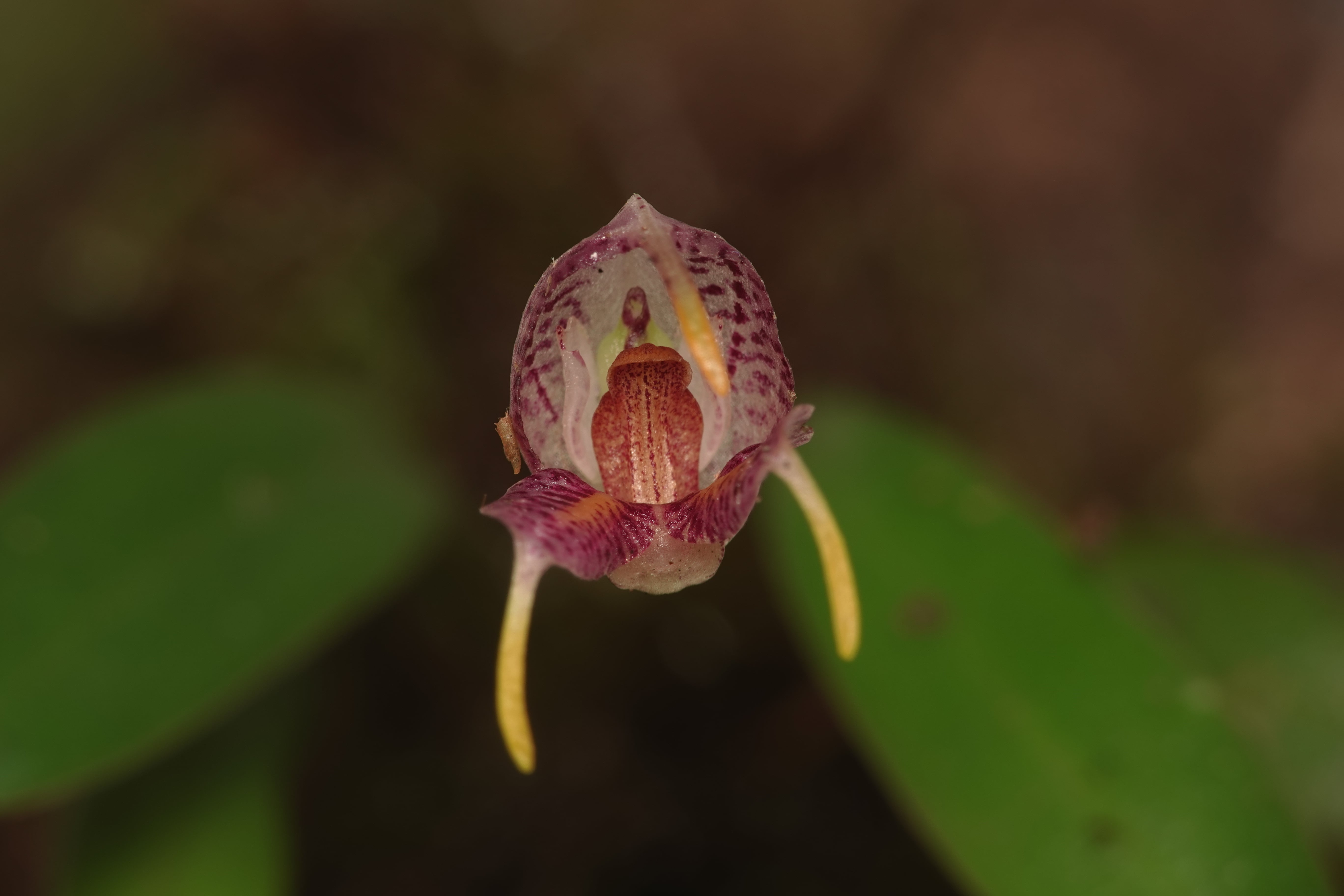 *Masdevallia sp 2*. La Honda.
