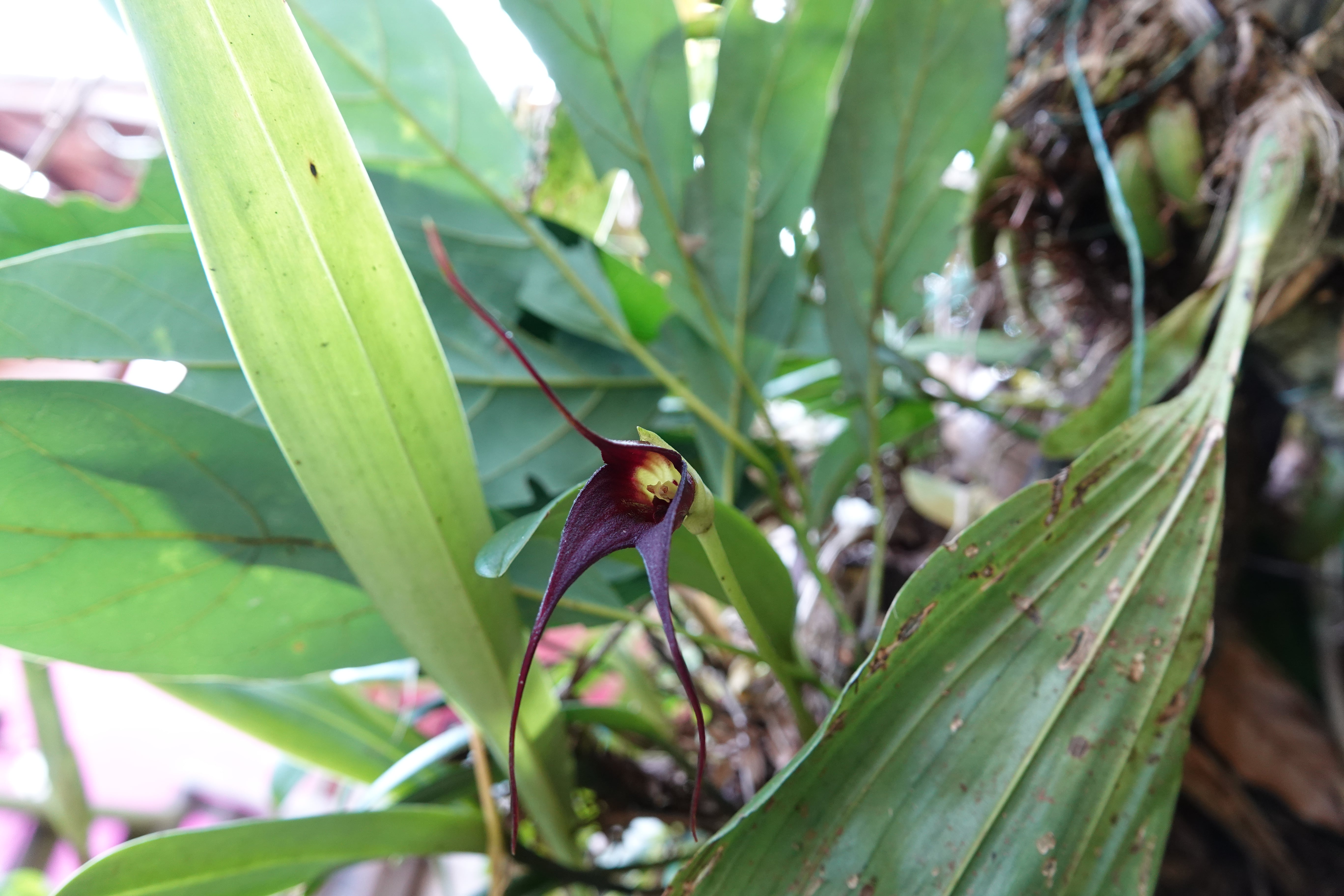Masdevallia sp 3