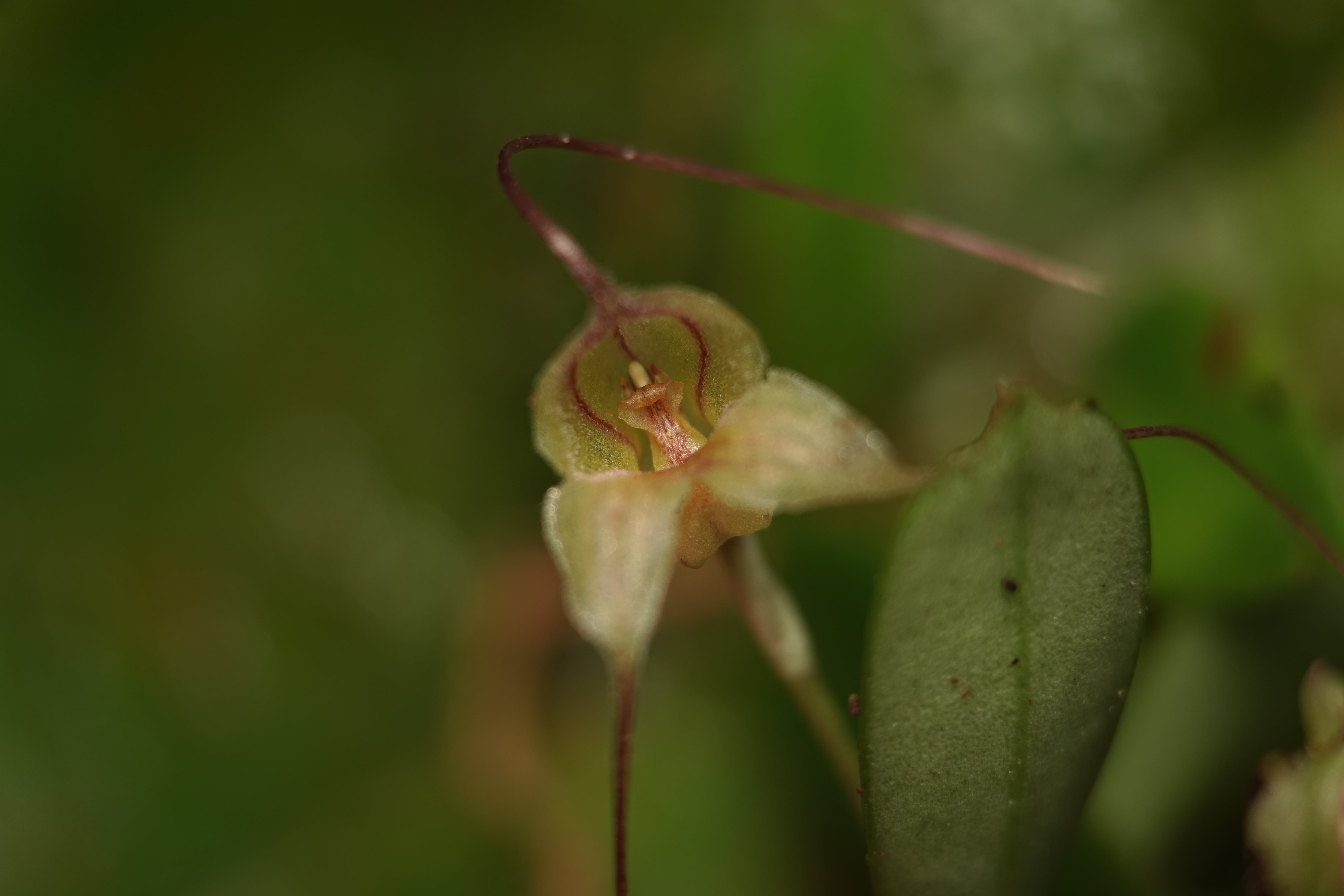 Masdevallia sp 4