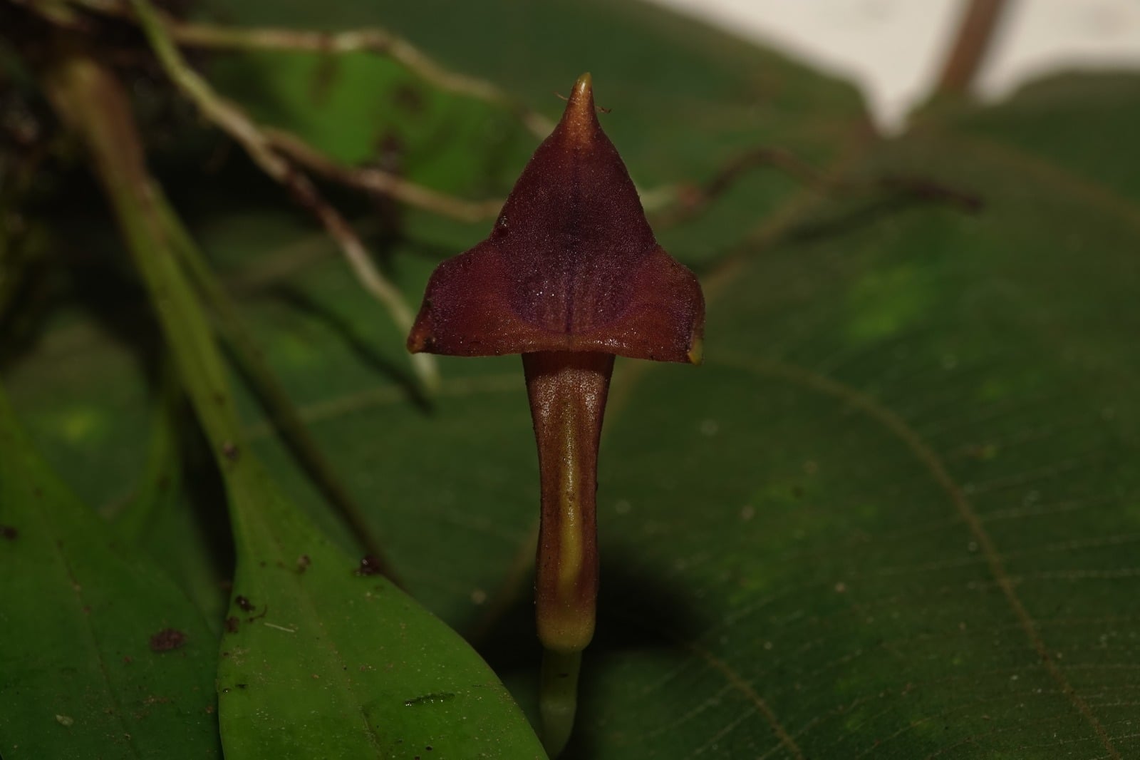 Masdevallia sp 5